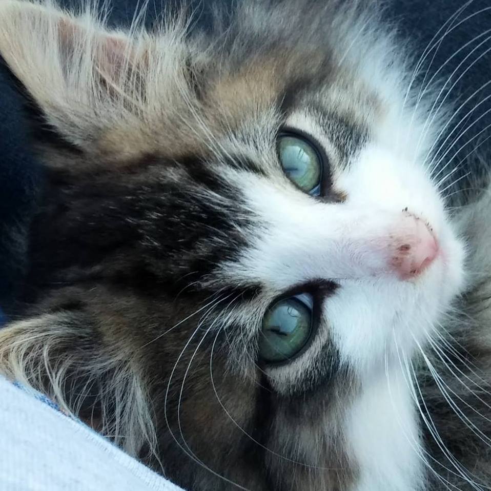 Im in Love with My Coworkers Cat.