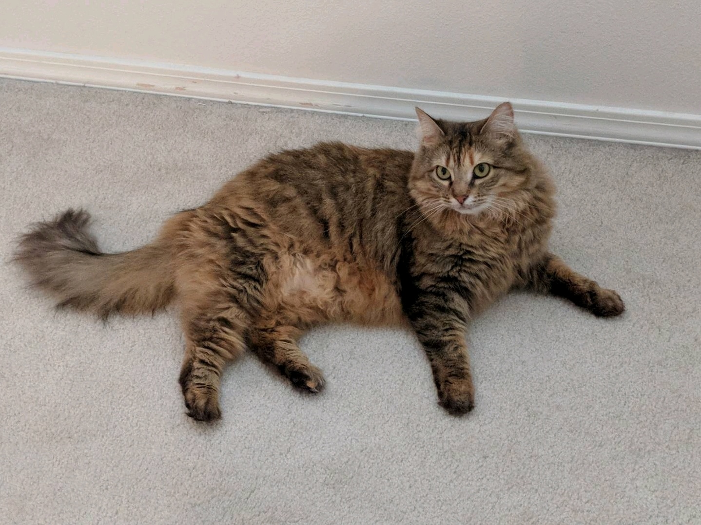 Im Spending the Summer Without My Cat So Ive Been Looking Through All My Old Pictures of Her When I Start to Miss My Little Tibbs