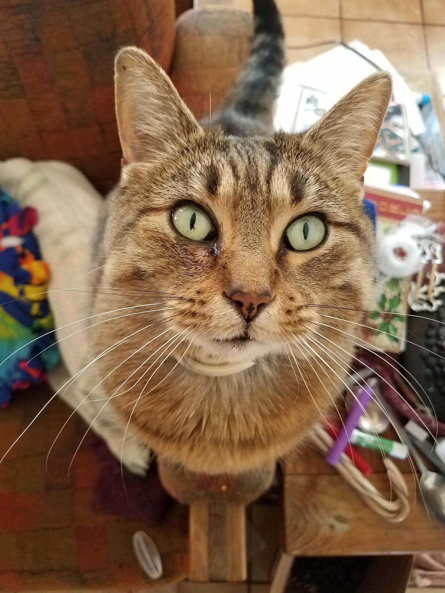 Ive Had My Sweet Lizzie for 10 Years Now. Still As Mischievous and Goofy As Ever!