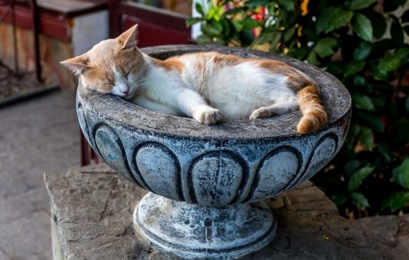 Just Cat... Charming Cat