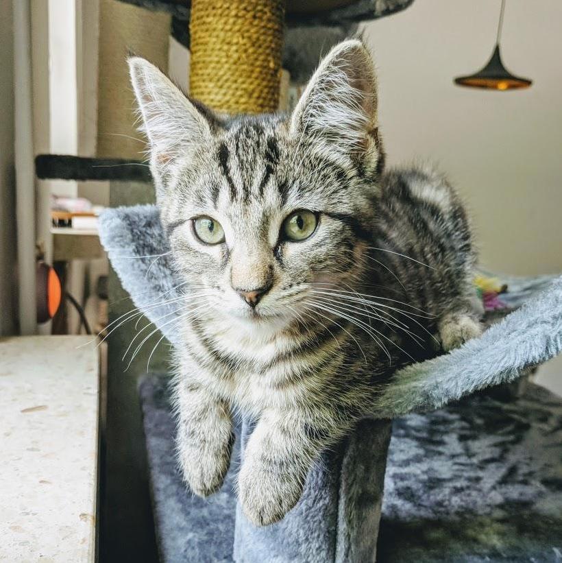 Karlie - the Newest Addition to the Family