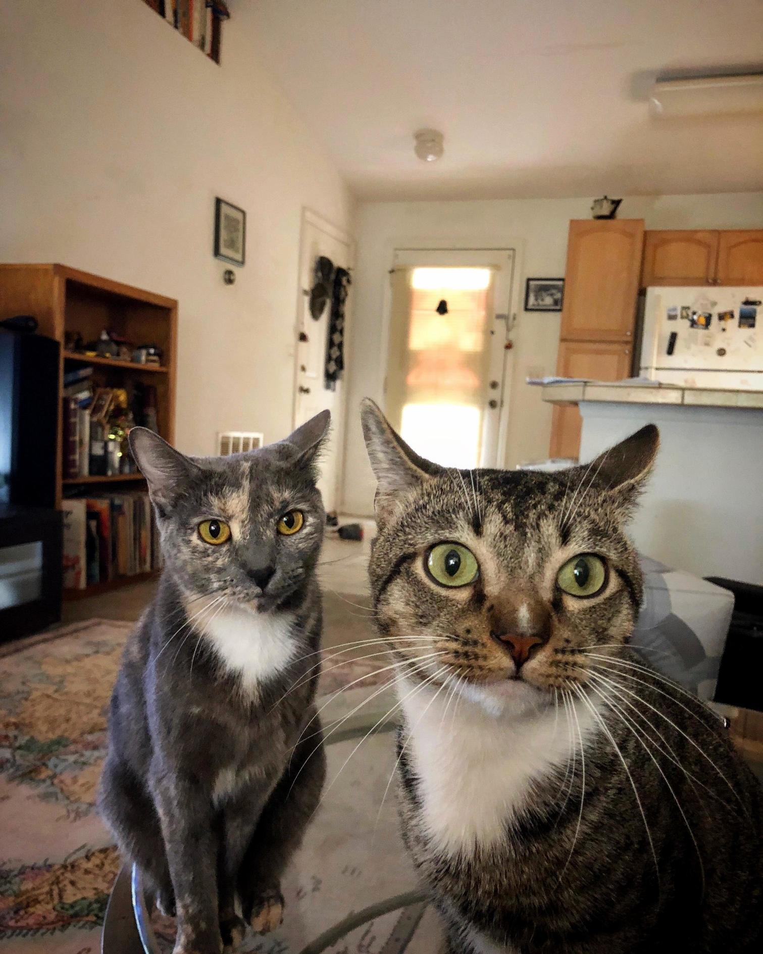 Kiyoko and Pickles Just Wanted to Say Hi to Internet. Have a Nice Day Meow.