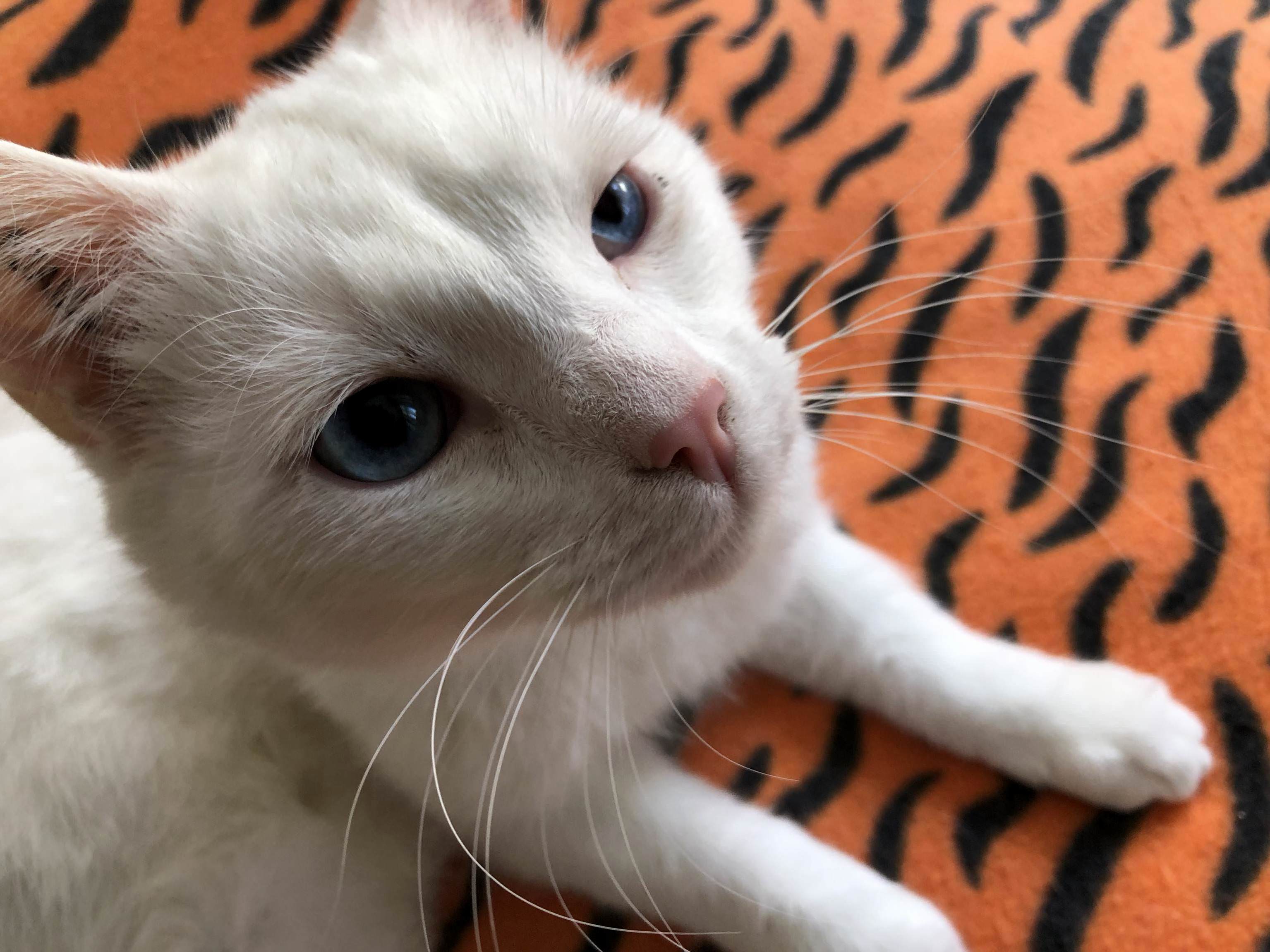 Kosmos Baby Blues