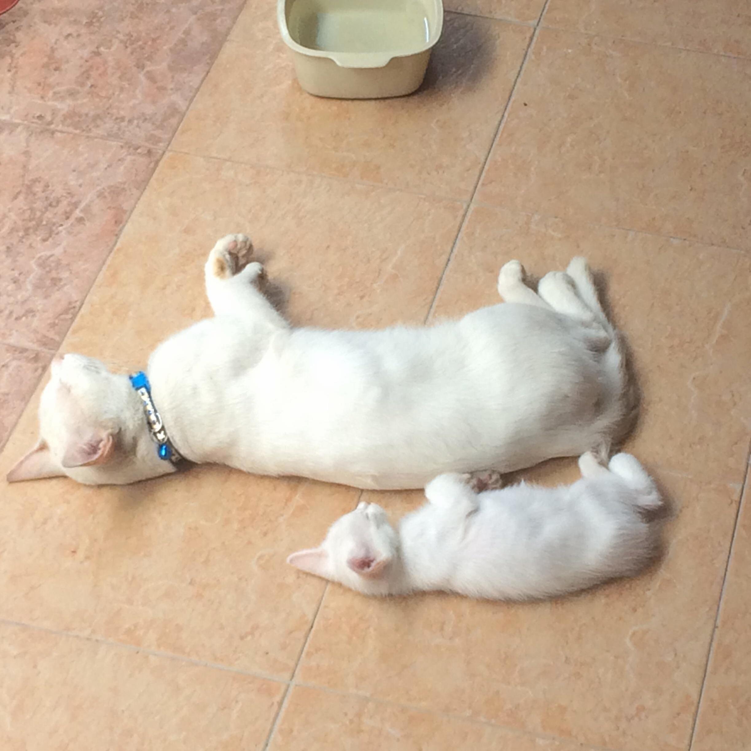 Like Father Like Son