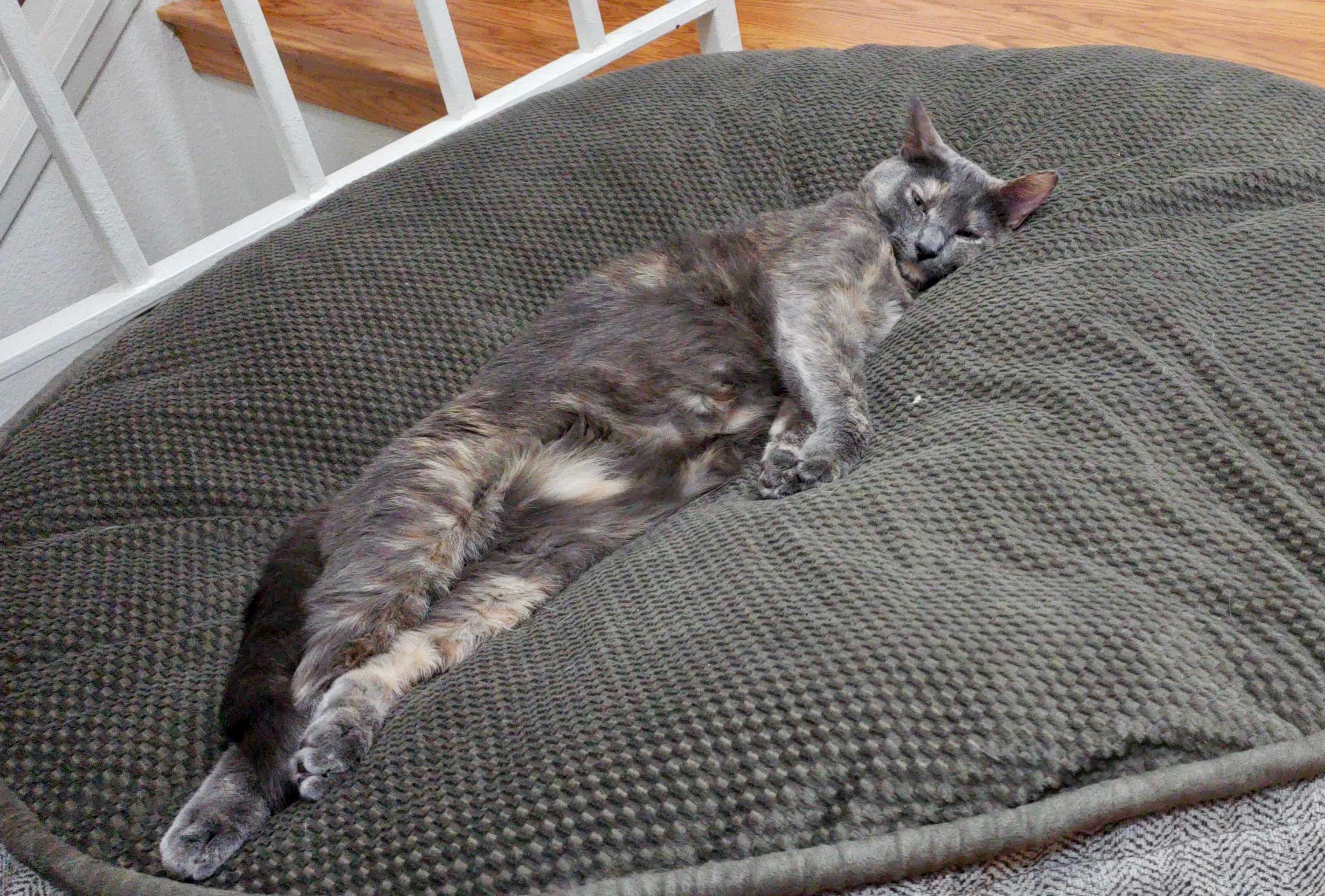 Lily Color Coordinates with the Giant Dog Bed, So Obviously This Means Its Hers. All Hers.