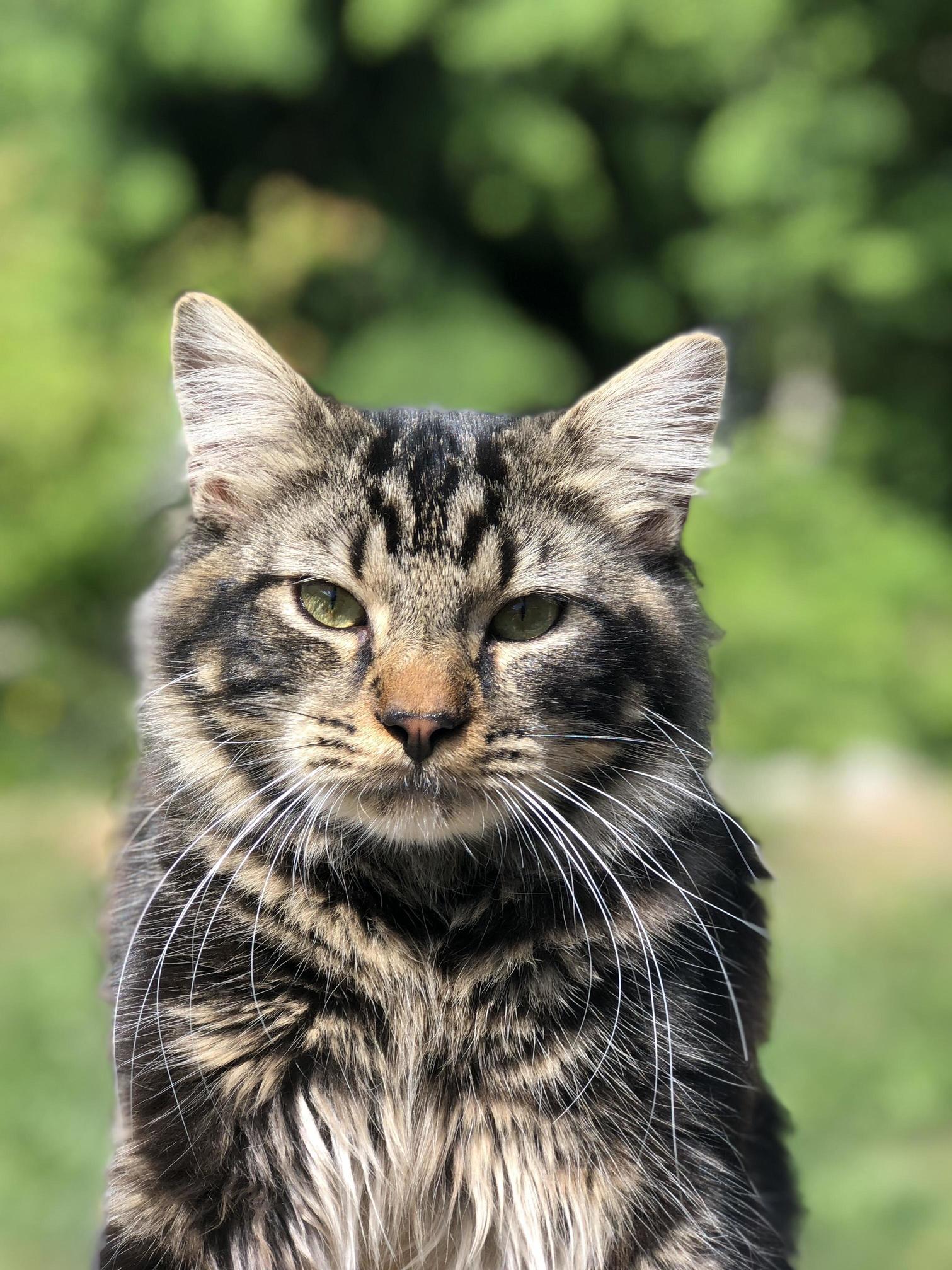 Meet Flokie. Can Be a Bit of an A-hole Sometimes, but His Looks Definitely Make Up for It.