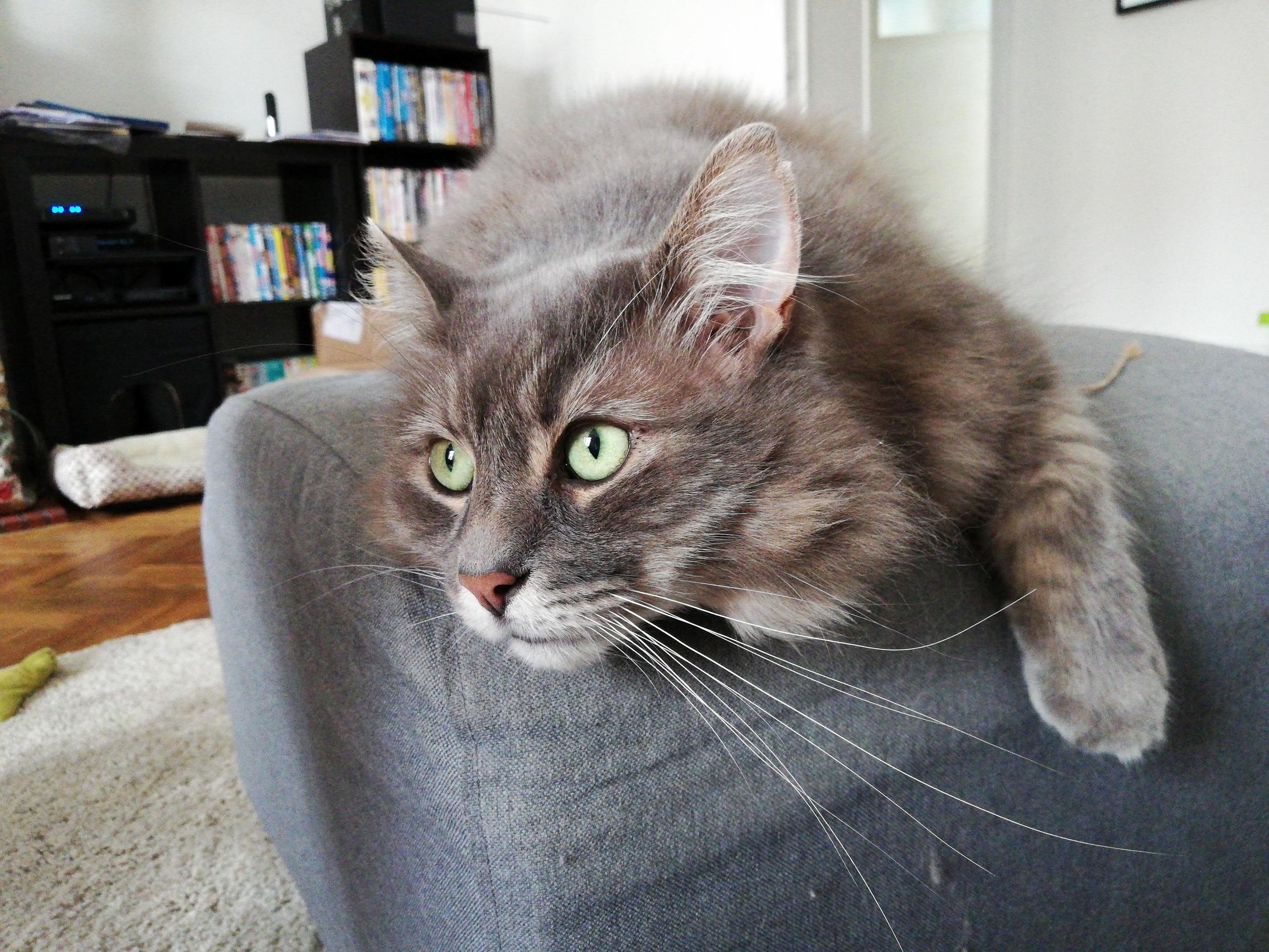Meet Sir Isaak Meowton A.k.a. Izu, My Lord and Master