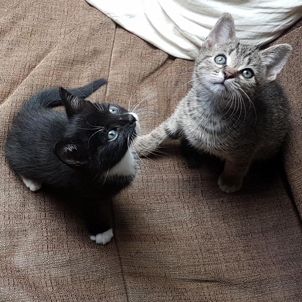 Meet the Brothers Harvey (Black) and Oliver at Their Furrever Home Since Yesterday!