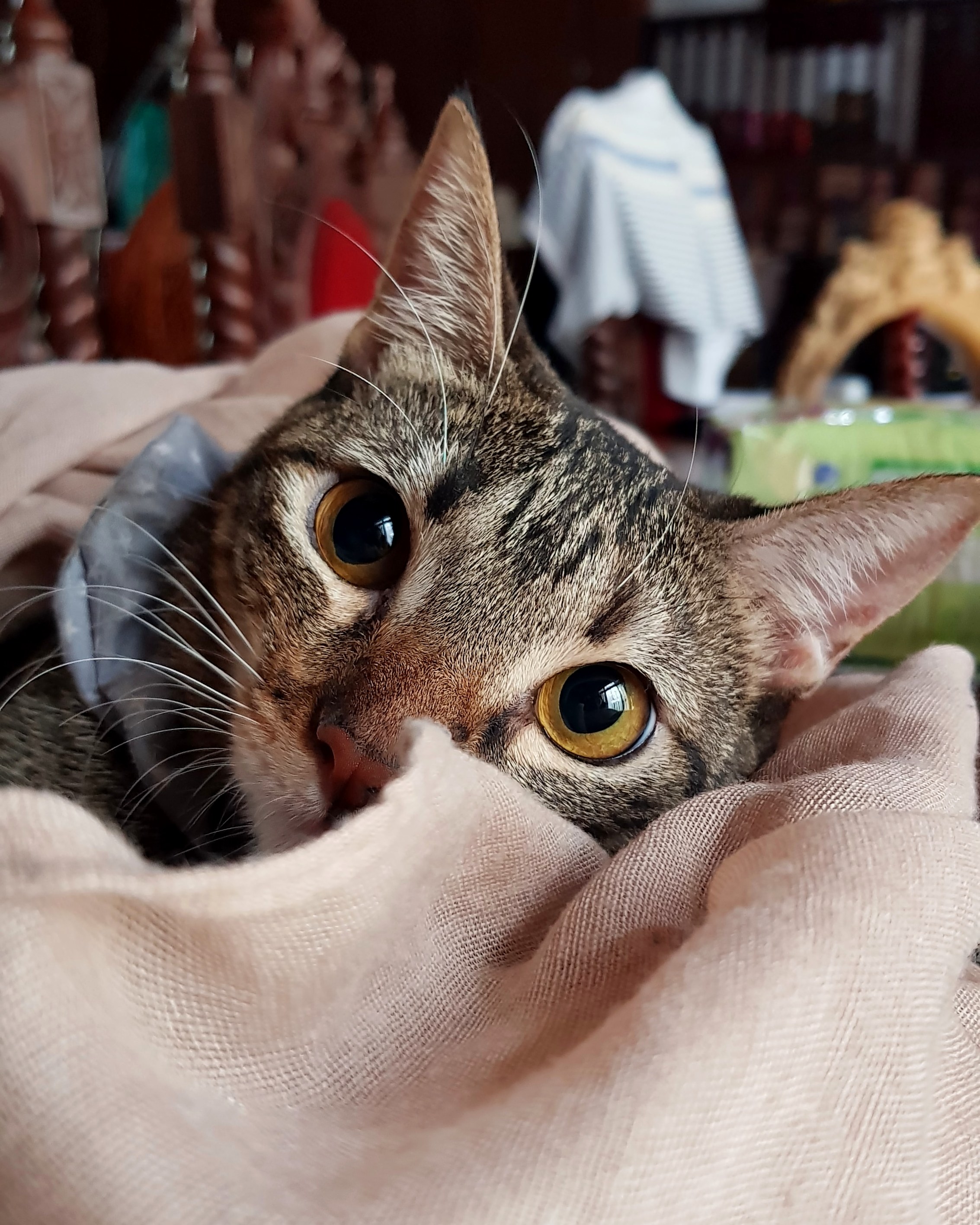 Meowdel