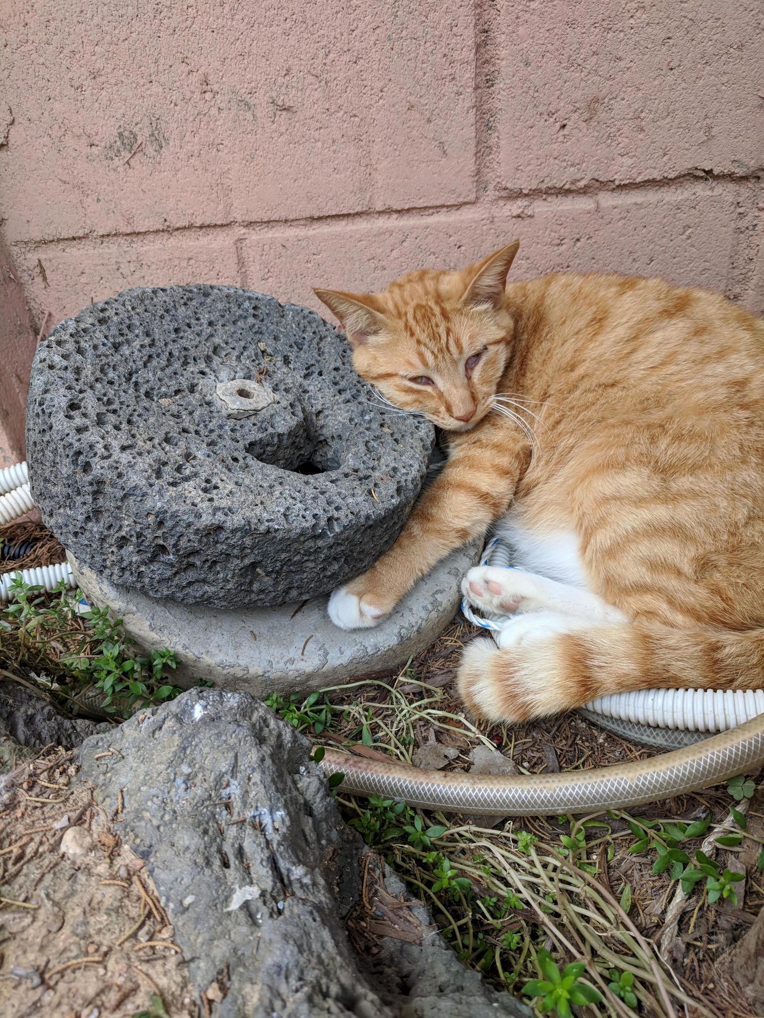 Millstone with Cat