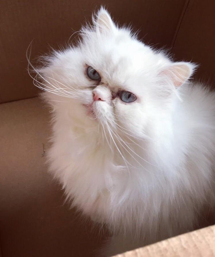 Moos Is a Fluff-sized Model