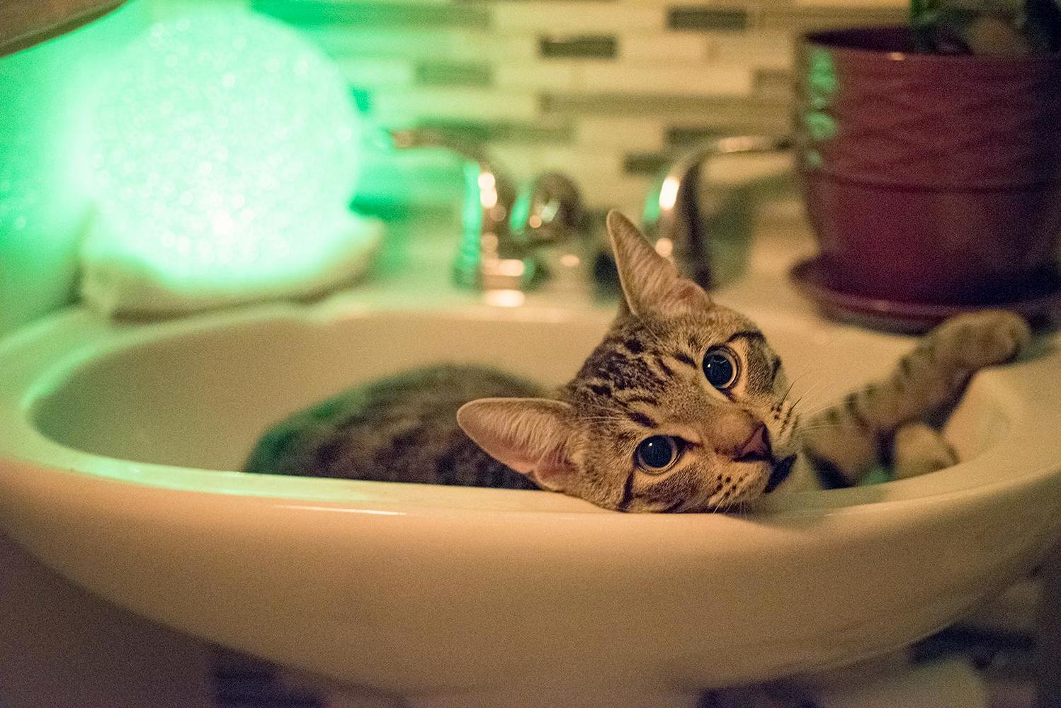 Must.resist.urge.to.turn.on.tap.
