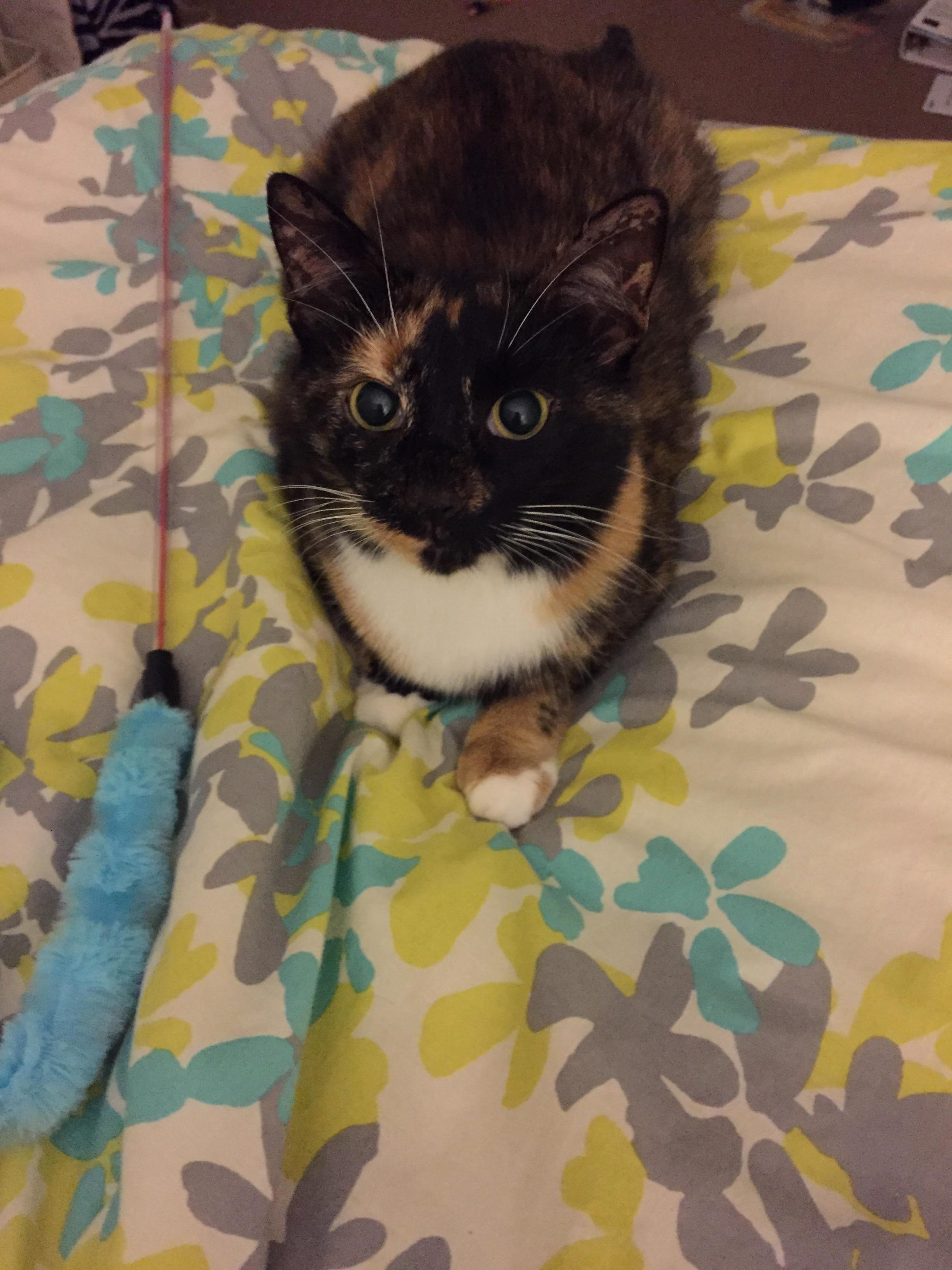 My Baby Miss. Kittles but I Call Her Sweet Pea and Babydoll. She Means the World to Me.