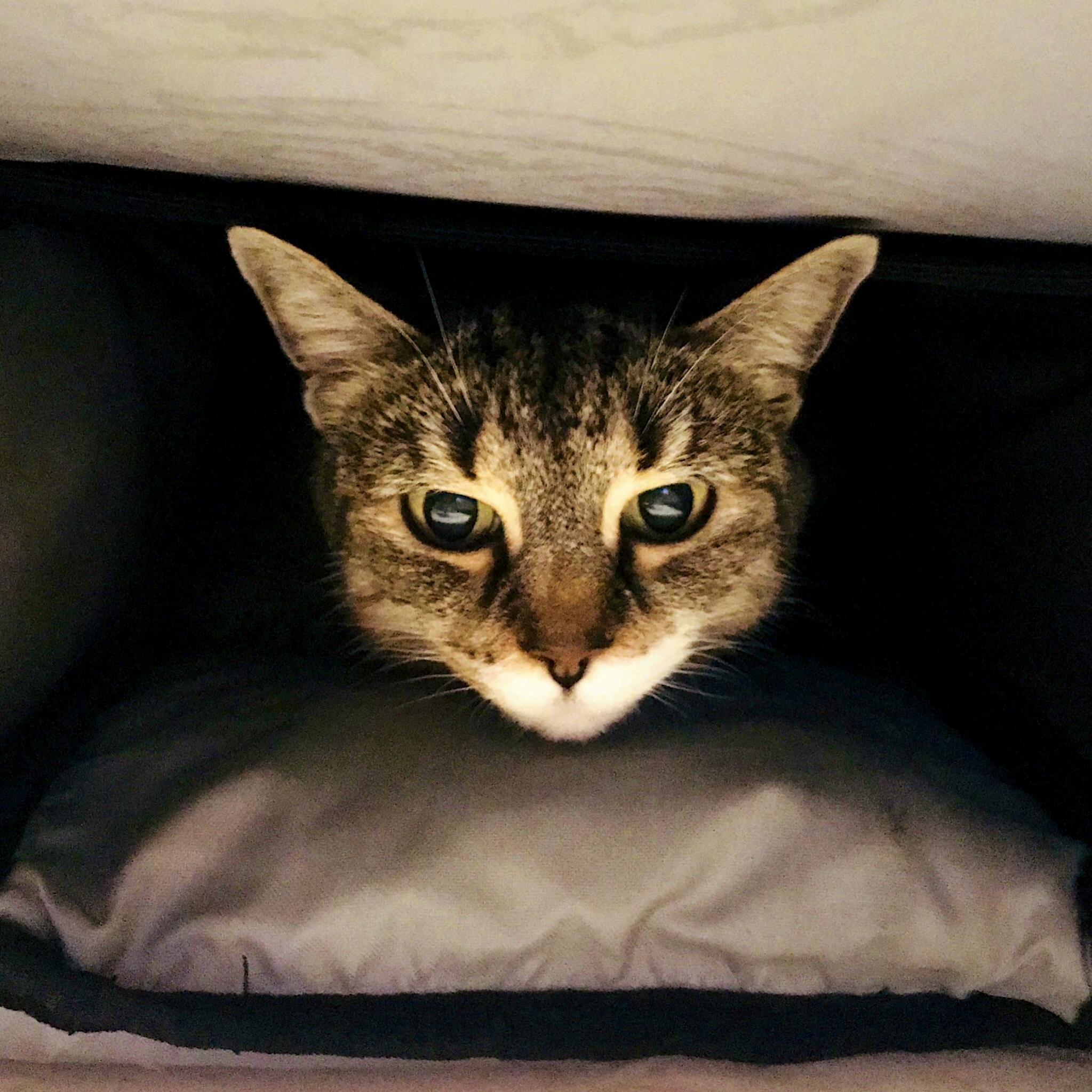 My Backpack, the Cat Cave