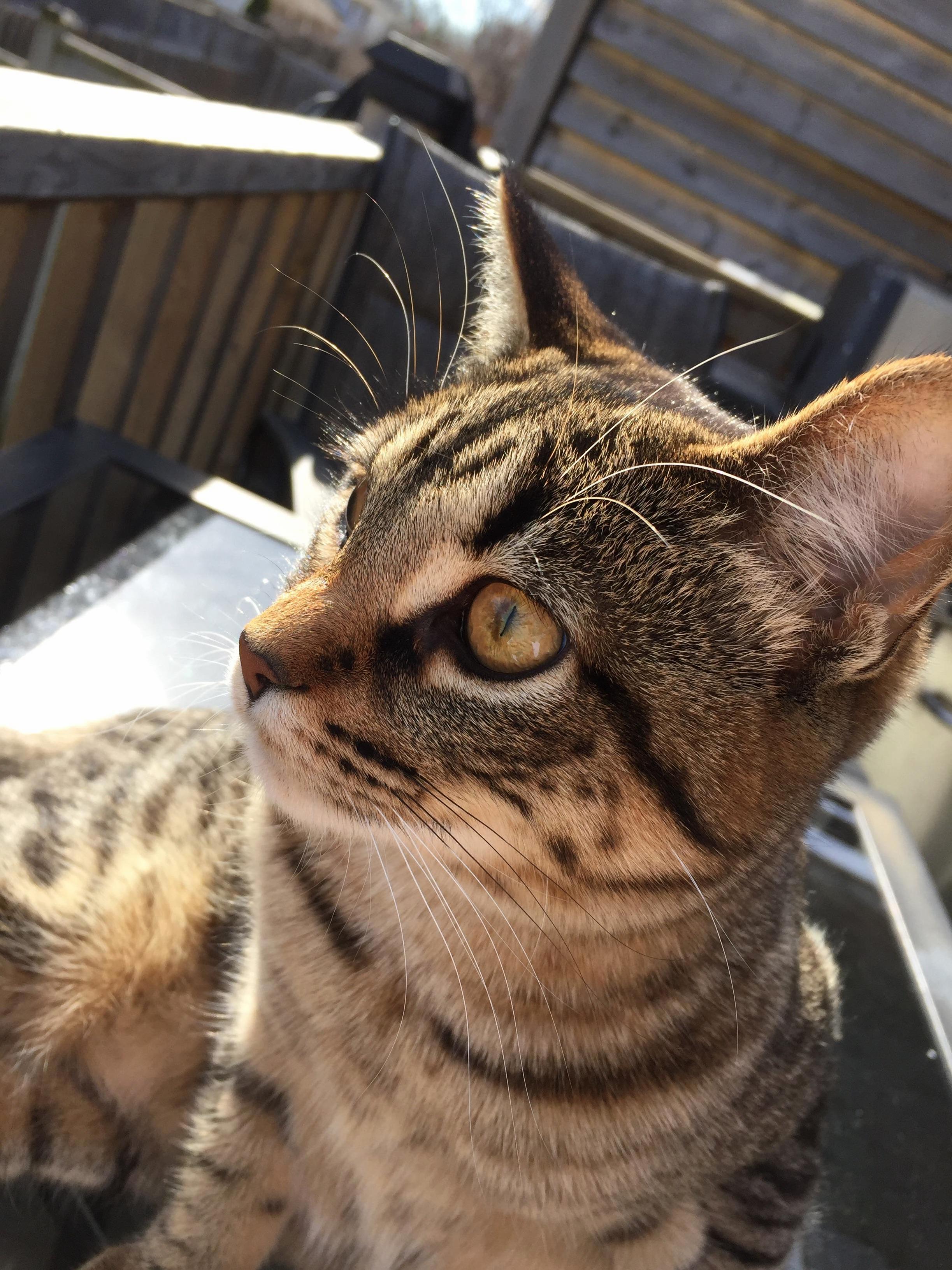 My Cat Cherry Sitting in the Sun.