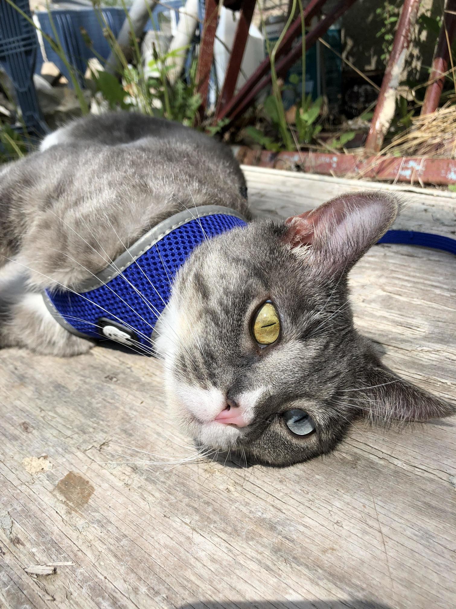 My Cat Has Been Missing and We Had to Move Without Her; Hoping We See Her Eventually.