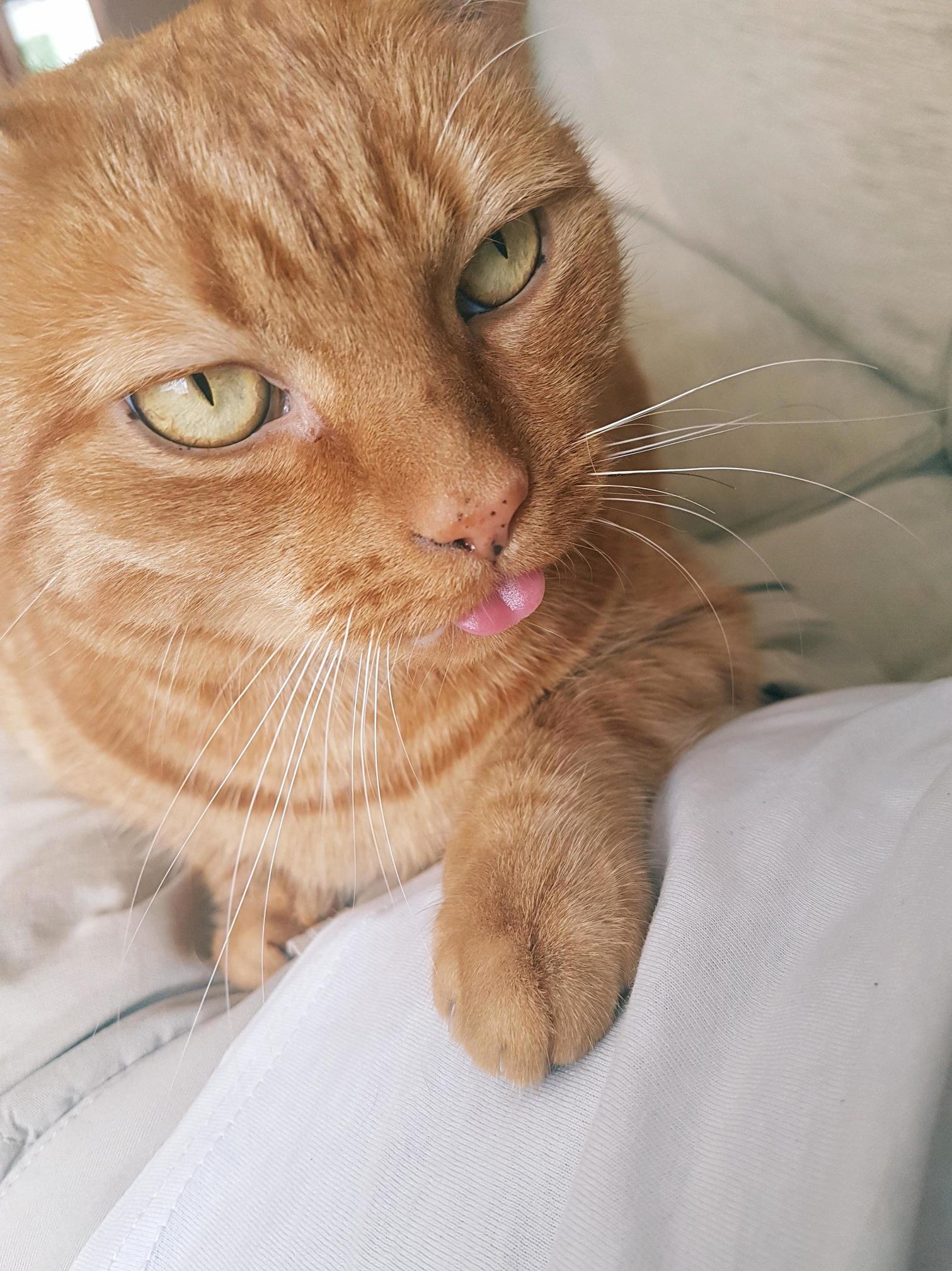 My Cat Is Best Cat.. You Have a Cat Your Cat Is Best Cat Too .. Thats the Great Thing About Cats.