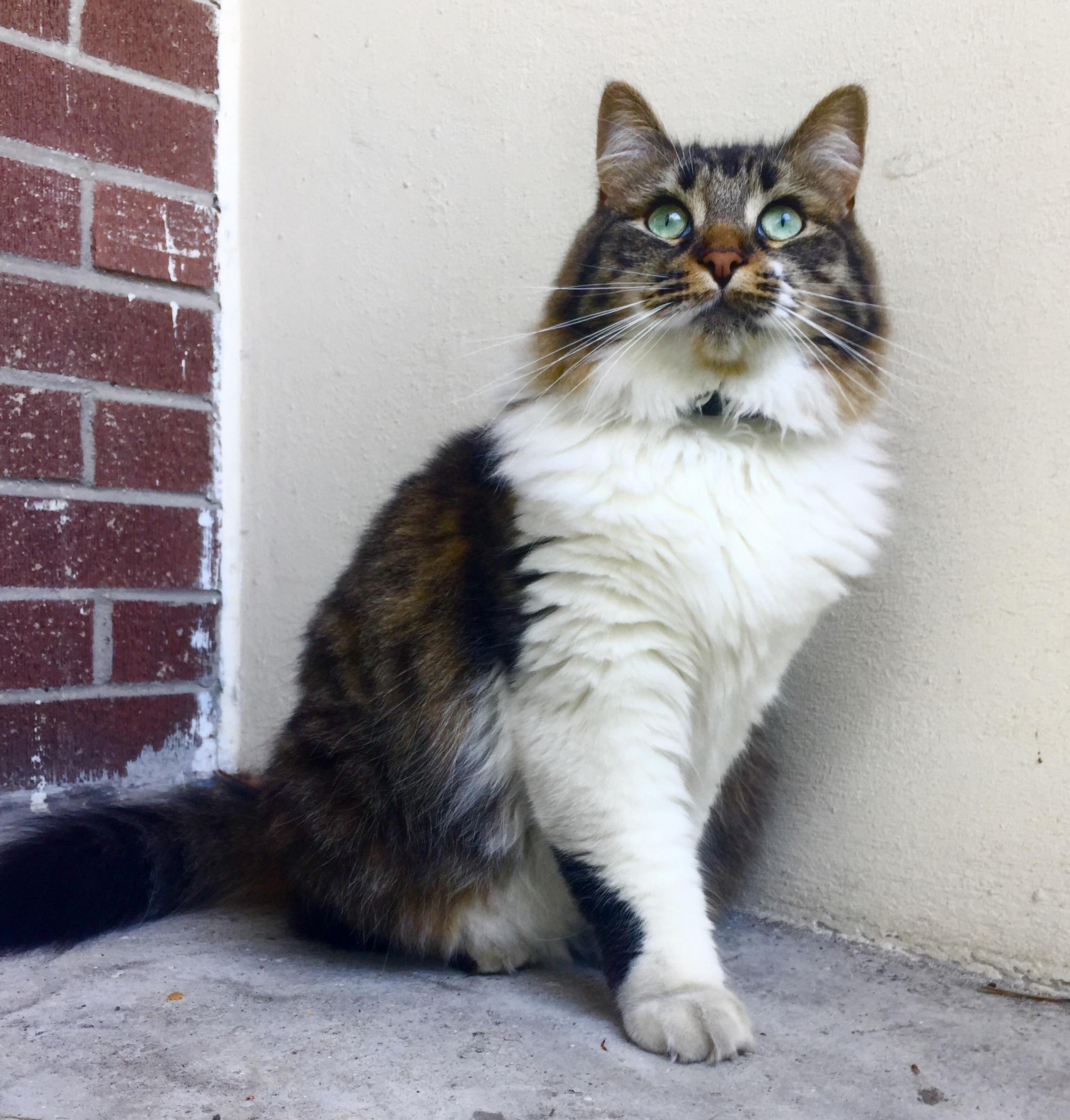 My Cat Is Prettier Then Me