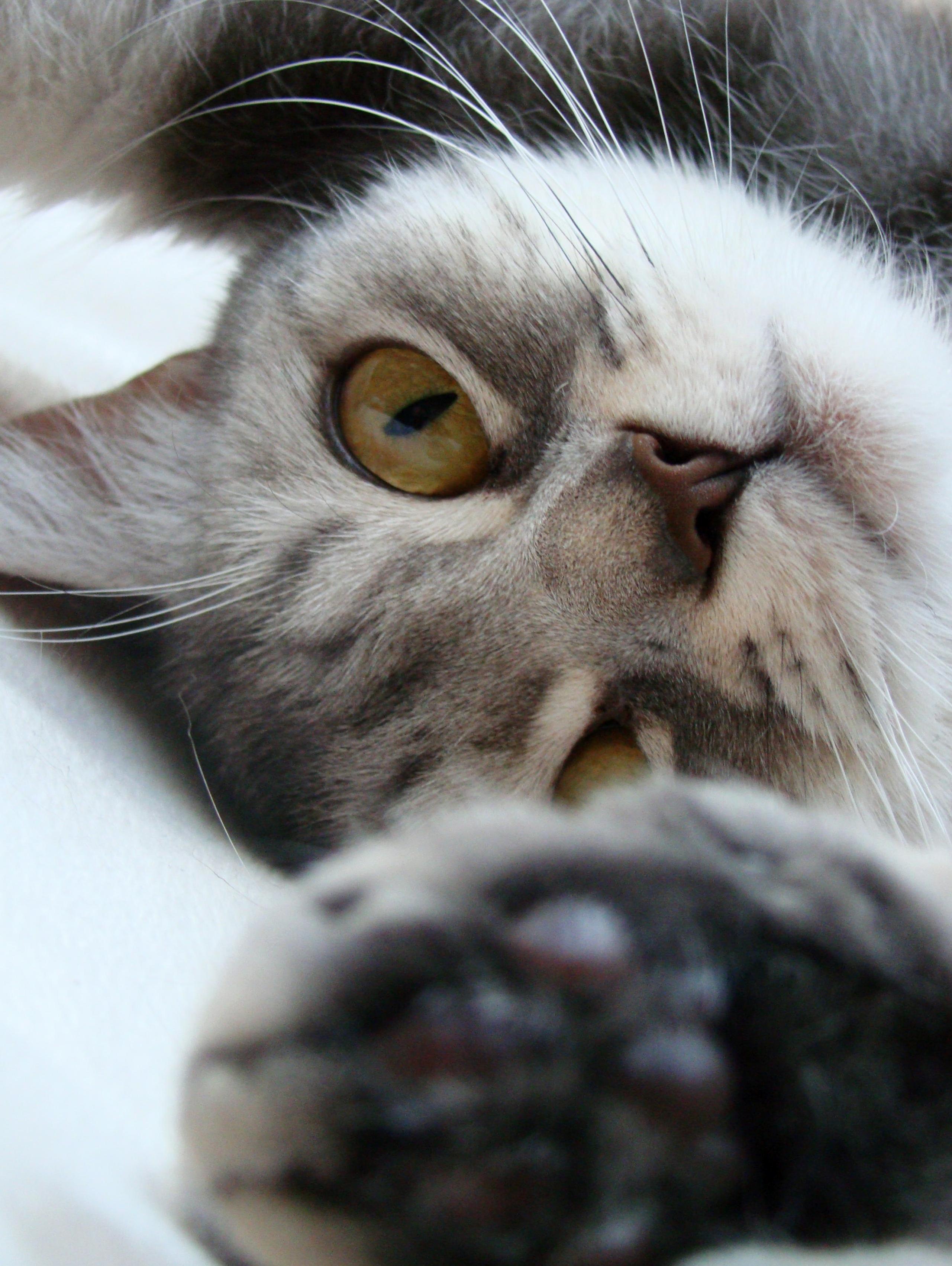 My Cat Looking at Me This Way, Every Day. Every Day I Fall More in Love with Her.
