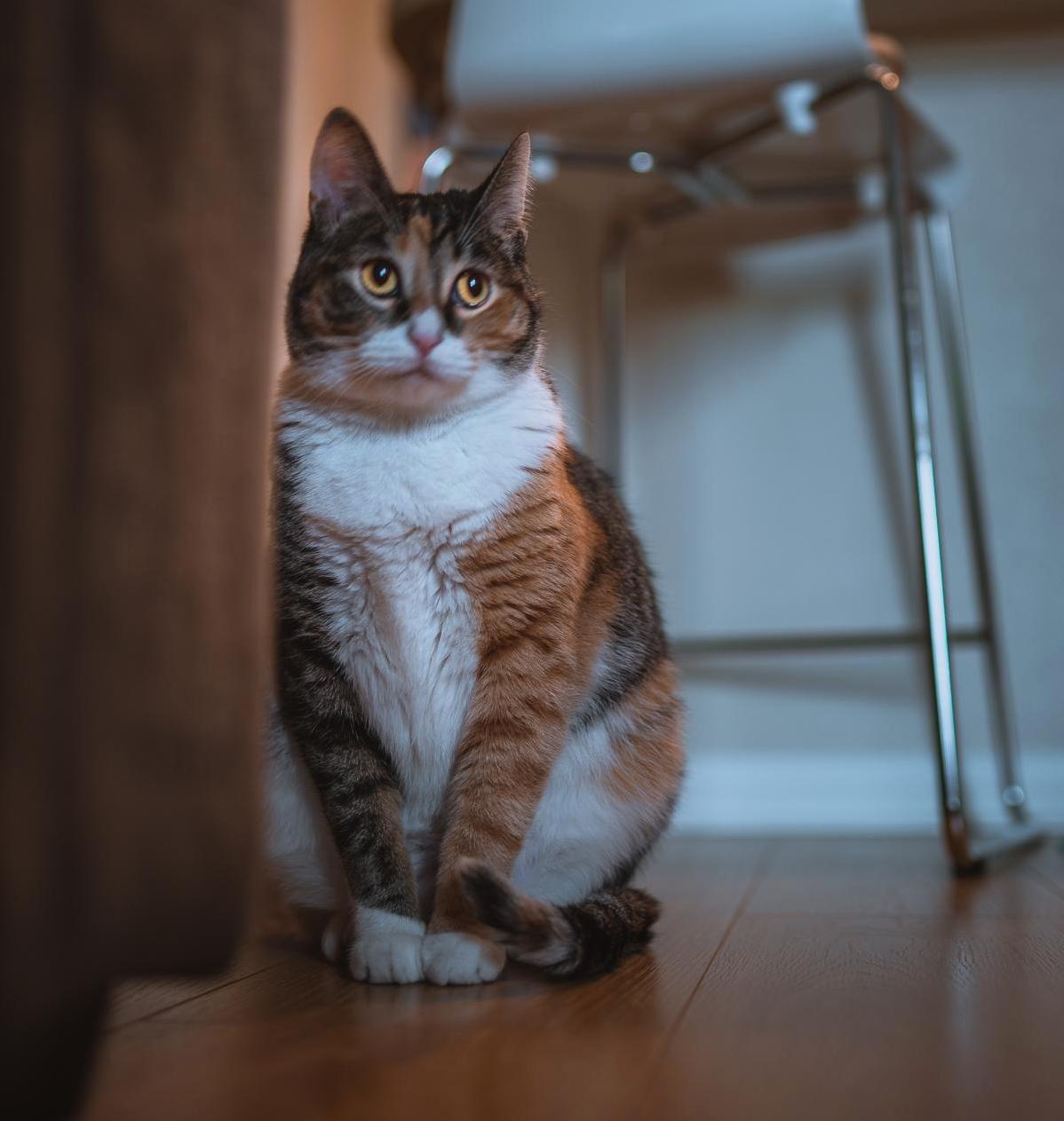 My Cat Pip Showing Off Her Puppy Dog Eyes