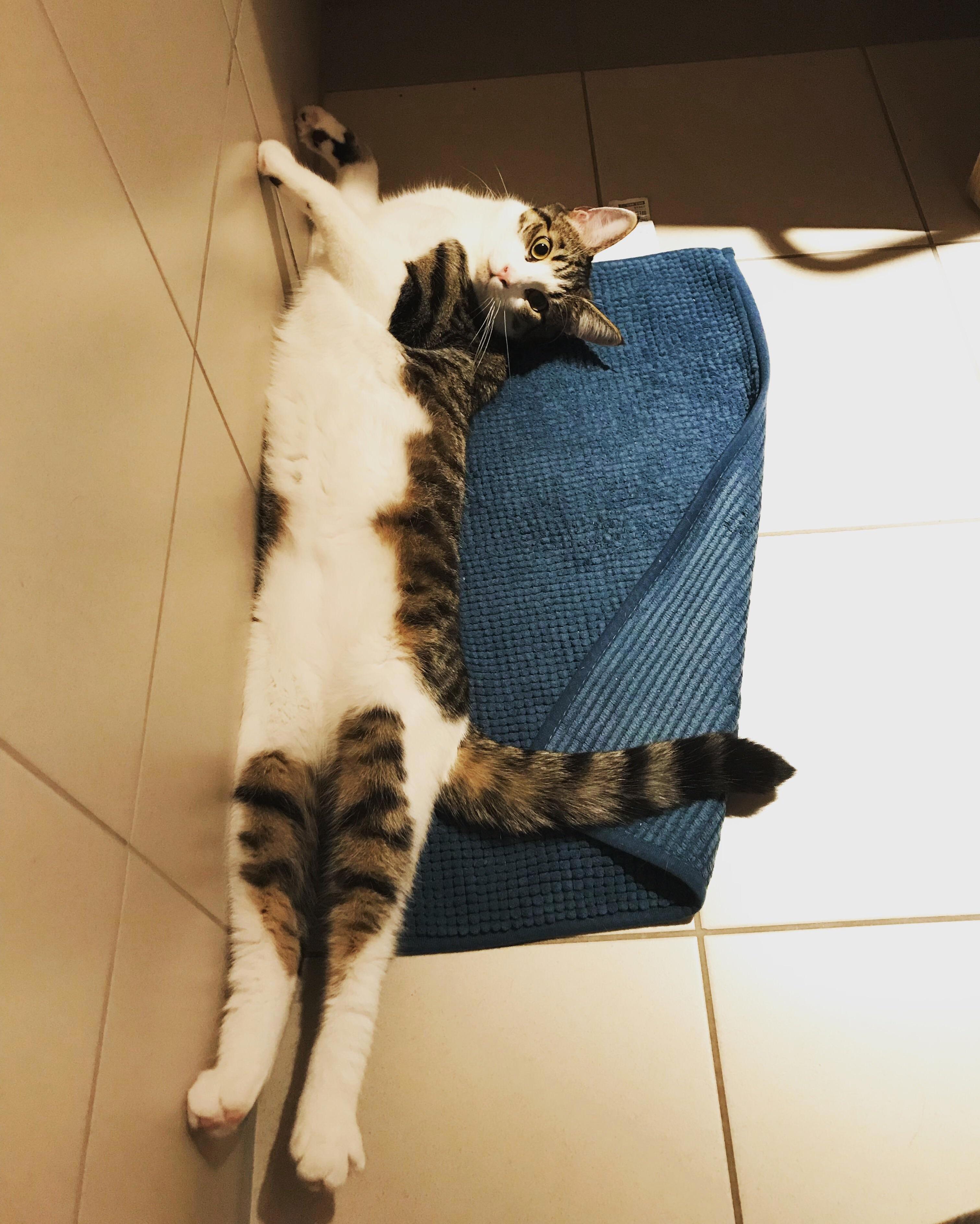 My Cat Wears Her Heart on Her... Legs
