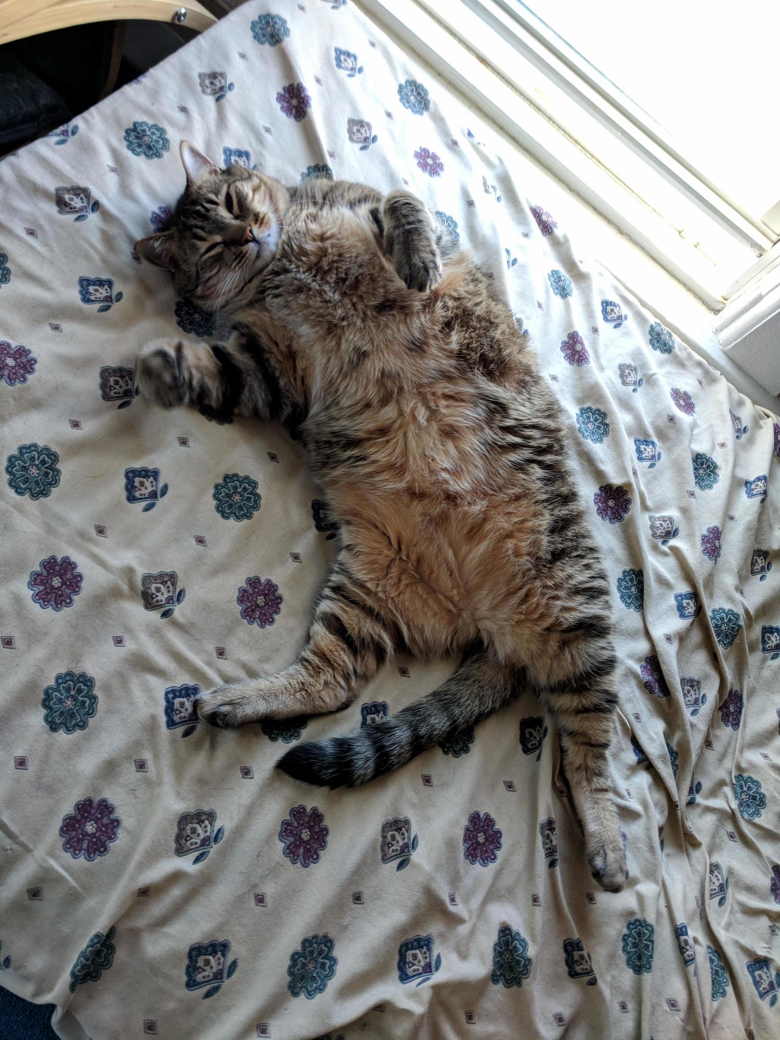 My Dude Roosevelt, I Think Hes What the Kids Are Calling a Thiccboi