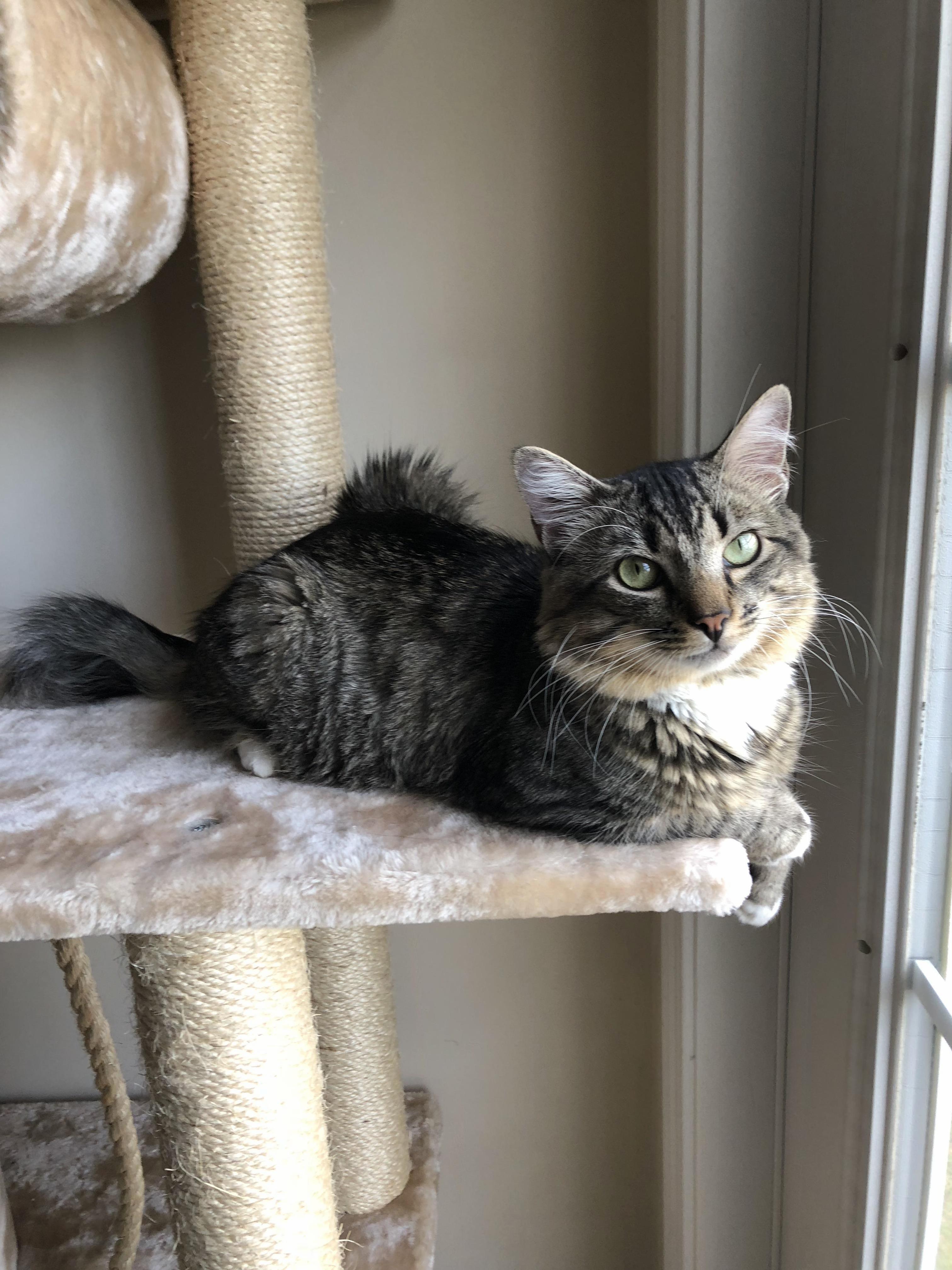 My Gorgeous Newly Adopted Stray, Bones