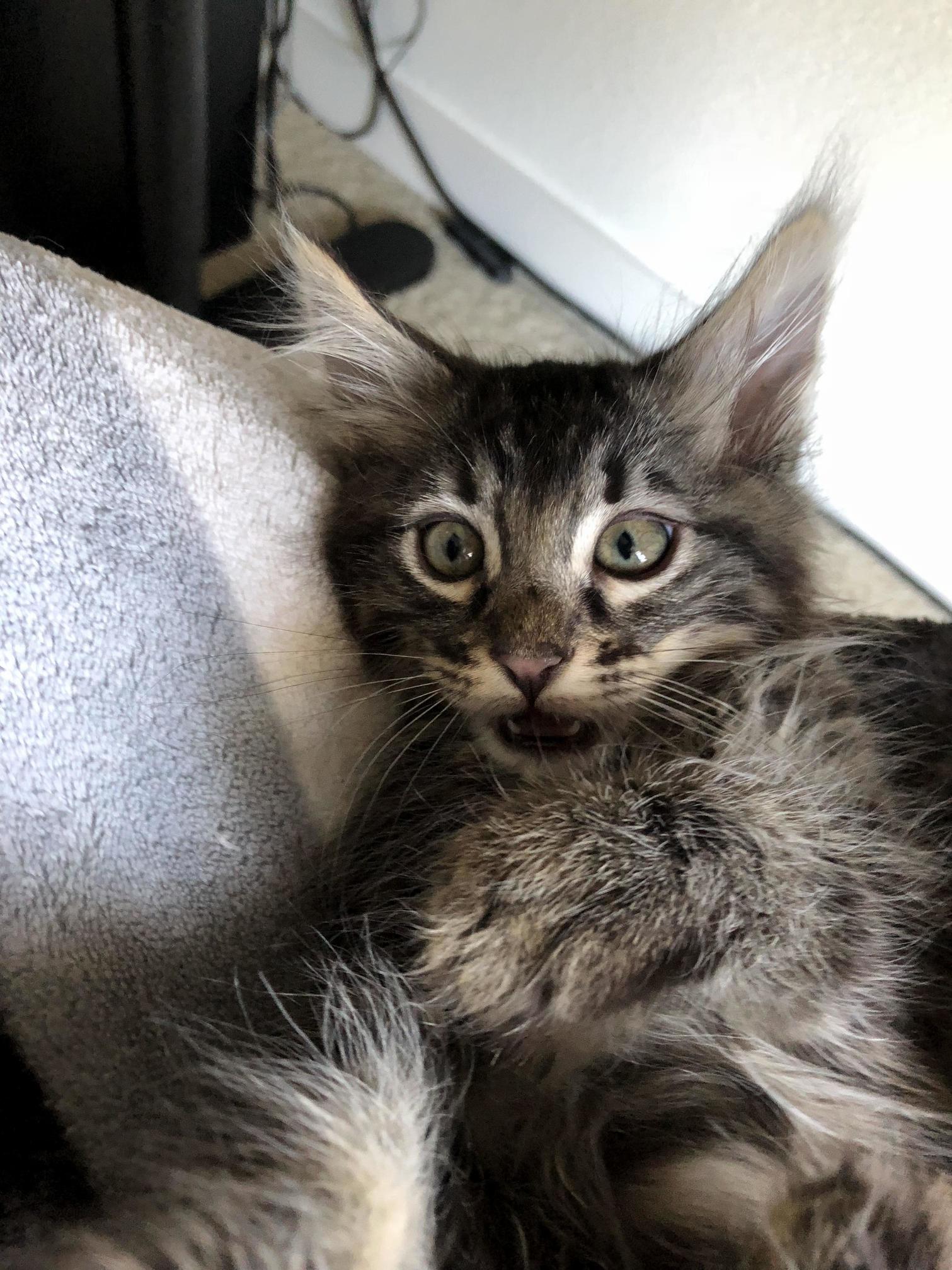 My Kitten Was Not Happy About Being Woken Up