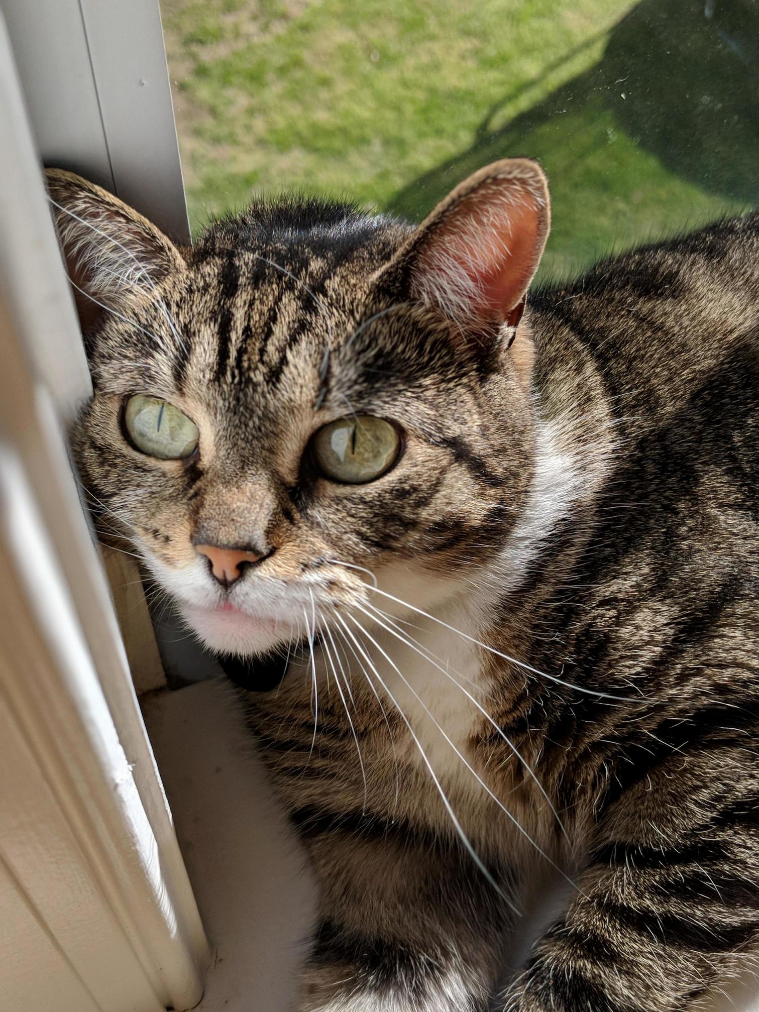 My Kitty Chloe