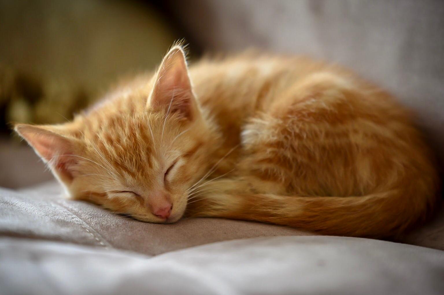 My Kitty.