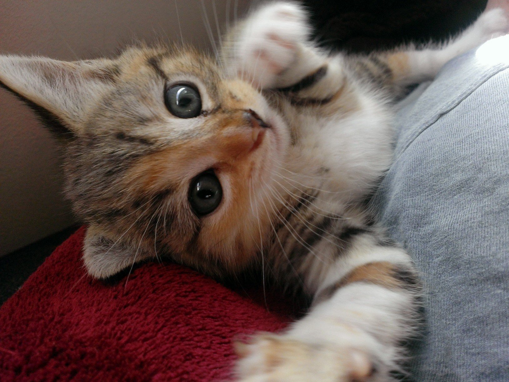 My Little Nibbler As a Kitten  Look at Those Tiger Stripes!