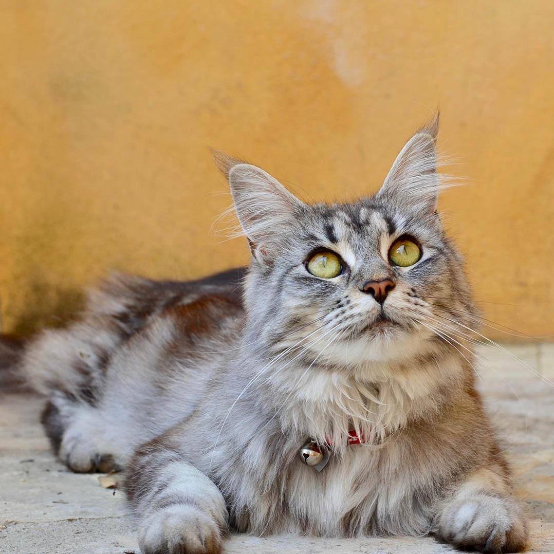 My Lovely Lilac Hardly Ever Poses for a Photo, She Has Overcome Much of Her Shyness. [Cat Picture]