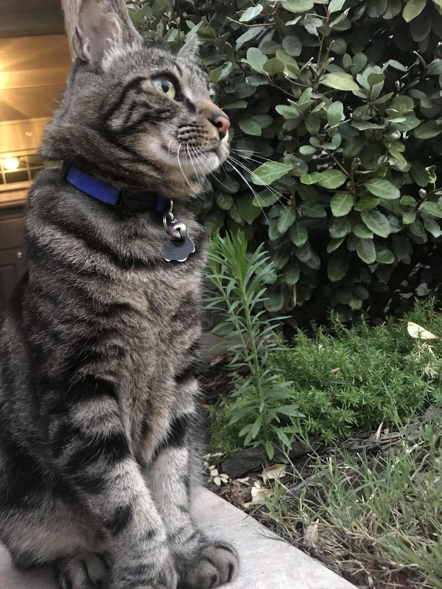 My Neighbors Cat, Dr. Jones, Whom I Frequently Watch. Sitting Majestically.