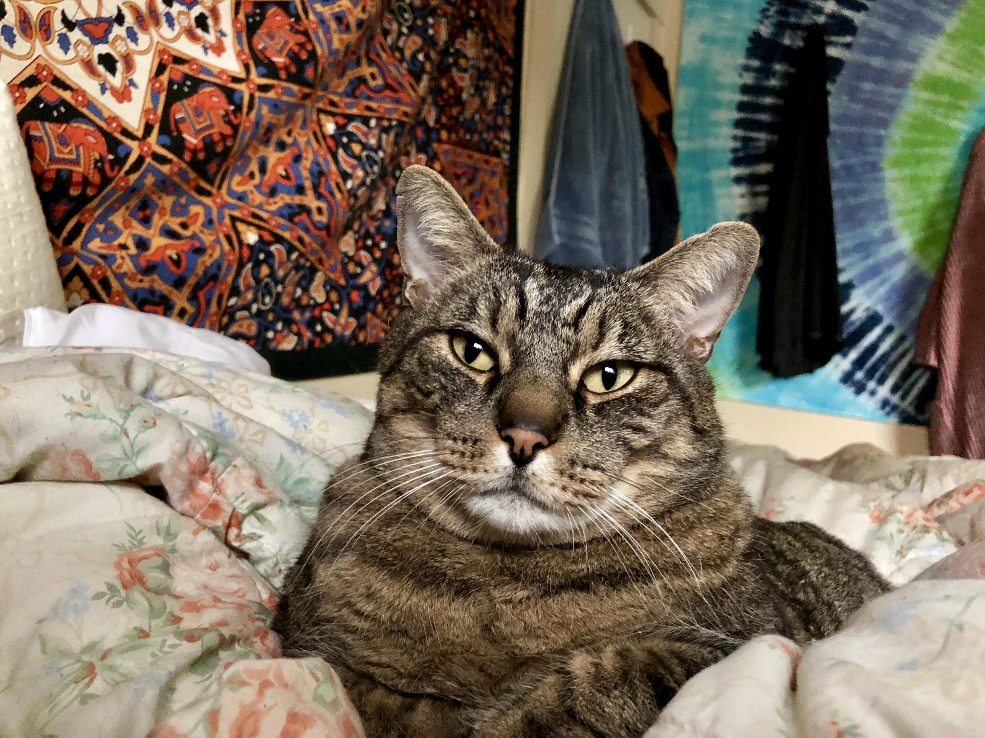 My Old Cat Rocket