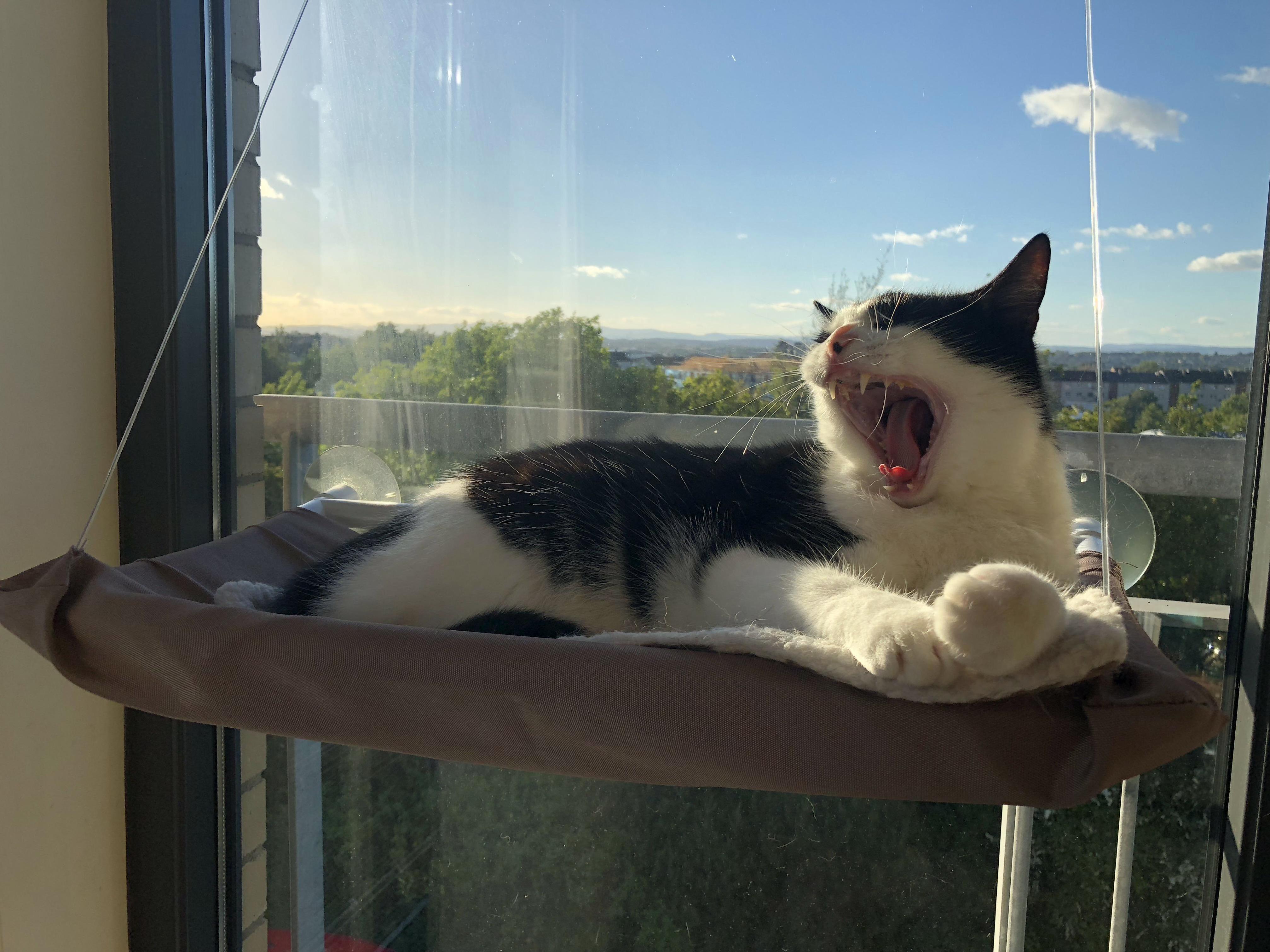 My Sister Got Me a Cat Hammock for Christmas One Year. Its One of My (and Rumpoles) Favourite Presents Ever.