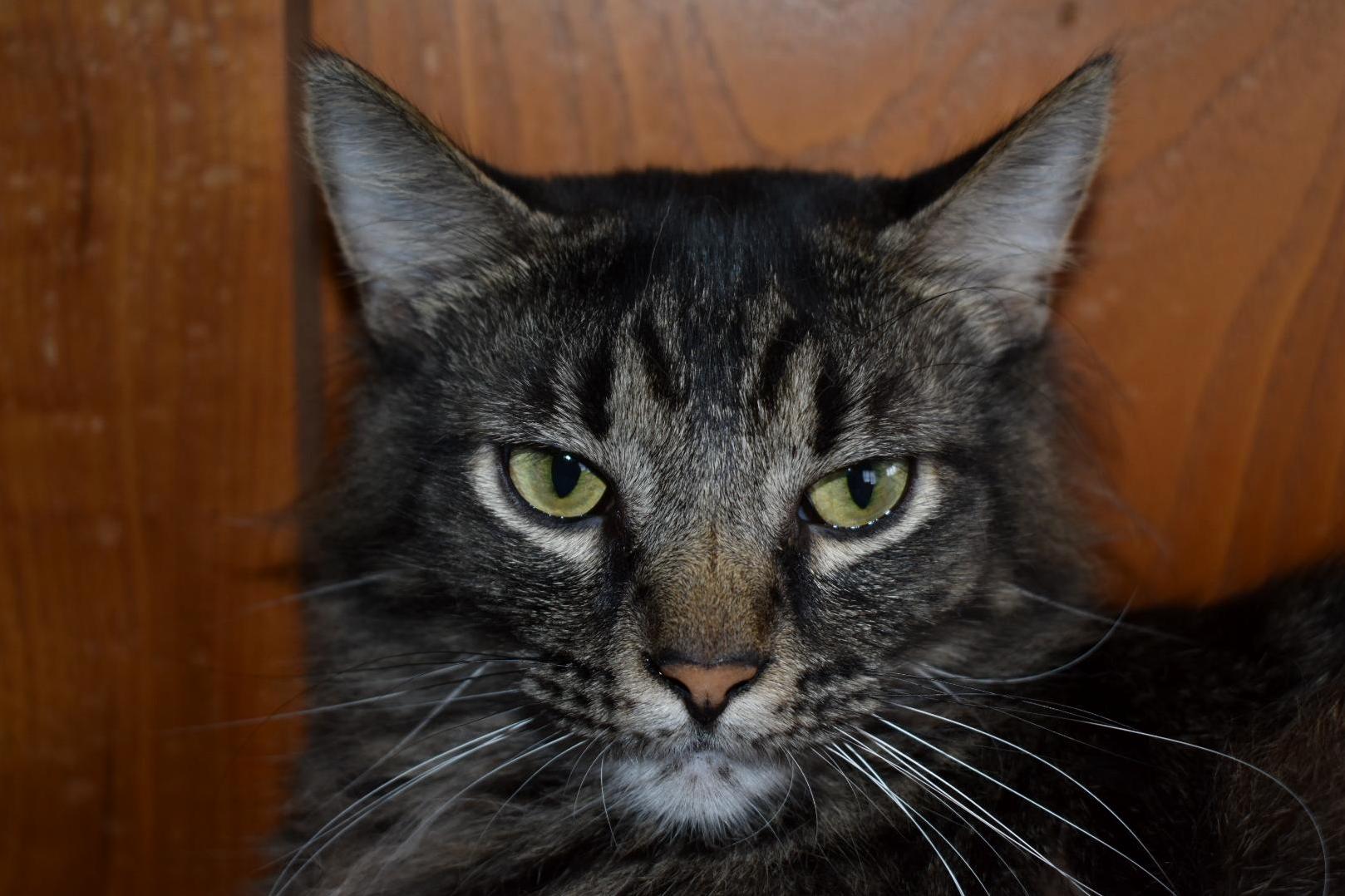 My Sweet Oliver. He Usually Runs from Me but Not This Time.