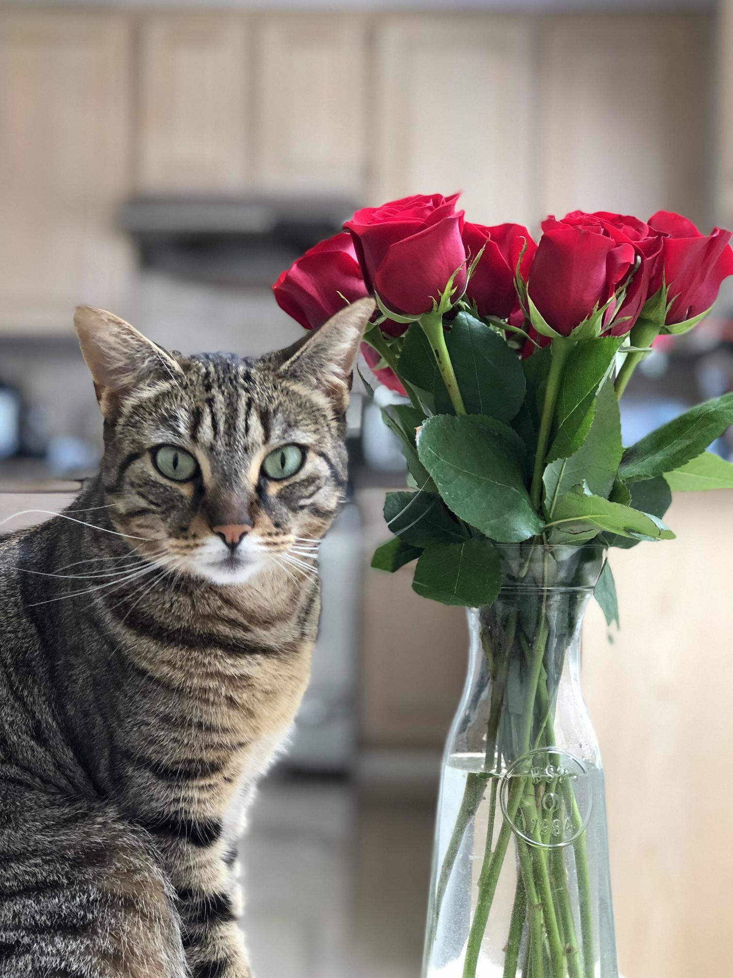 New Here- Introducing My Girl Toby!