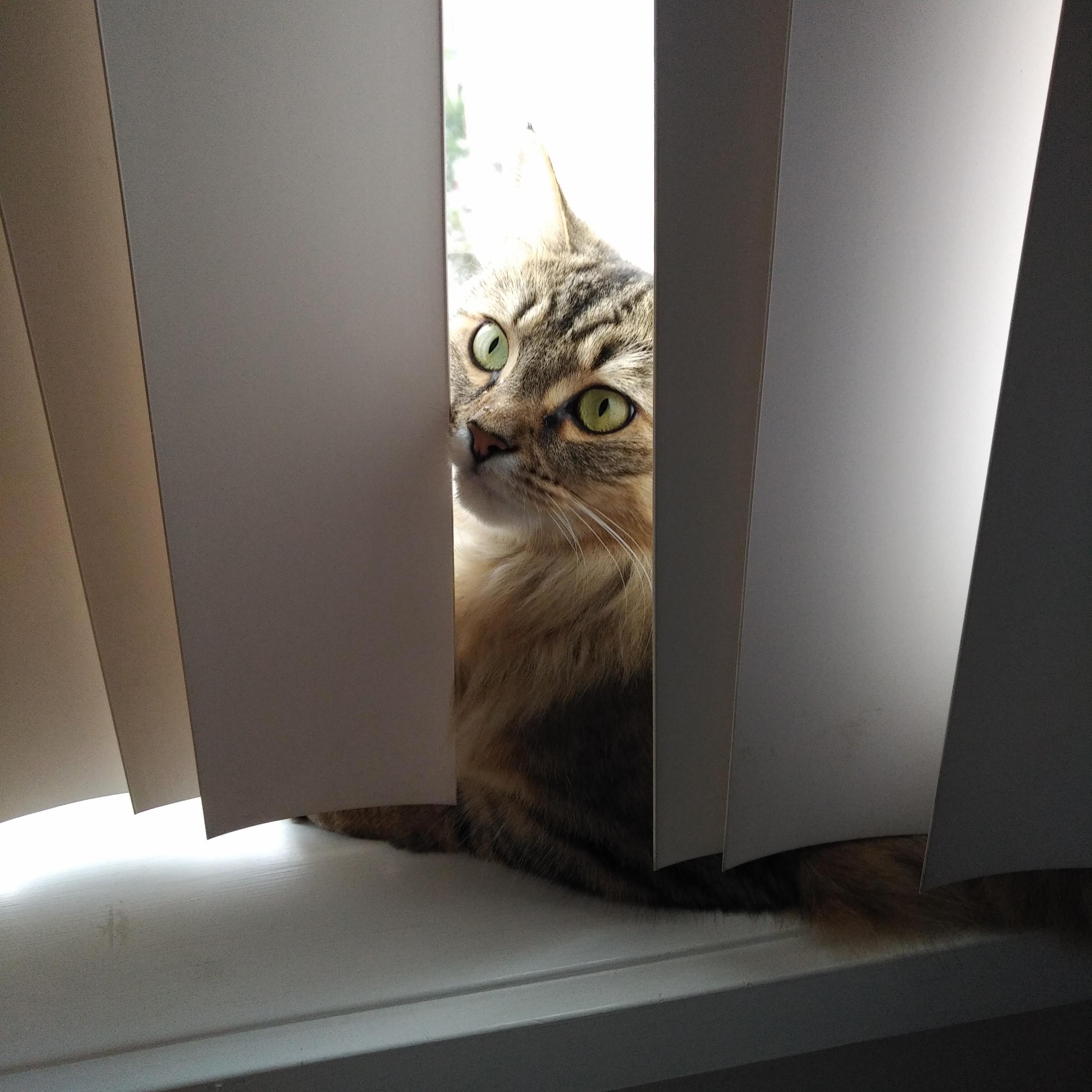 Oh, Hey