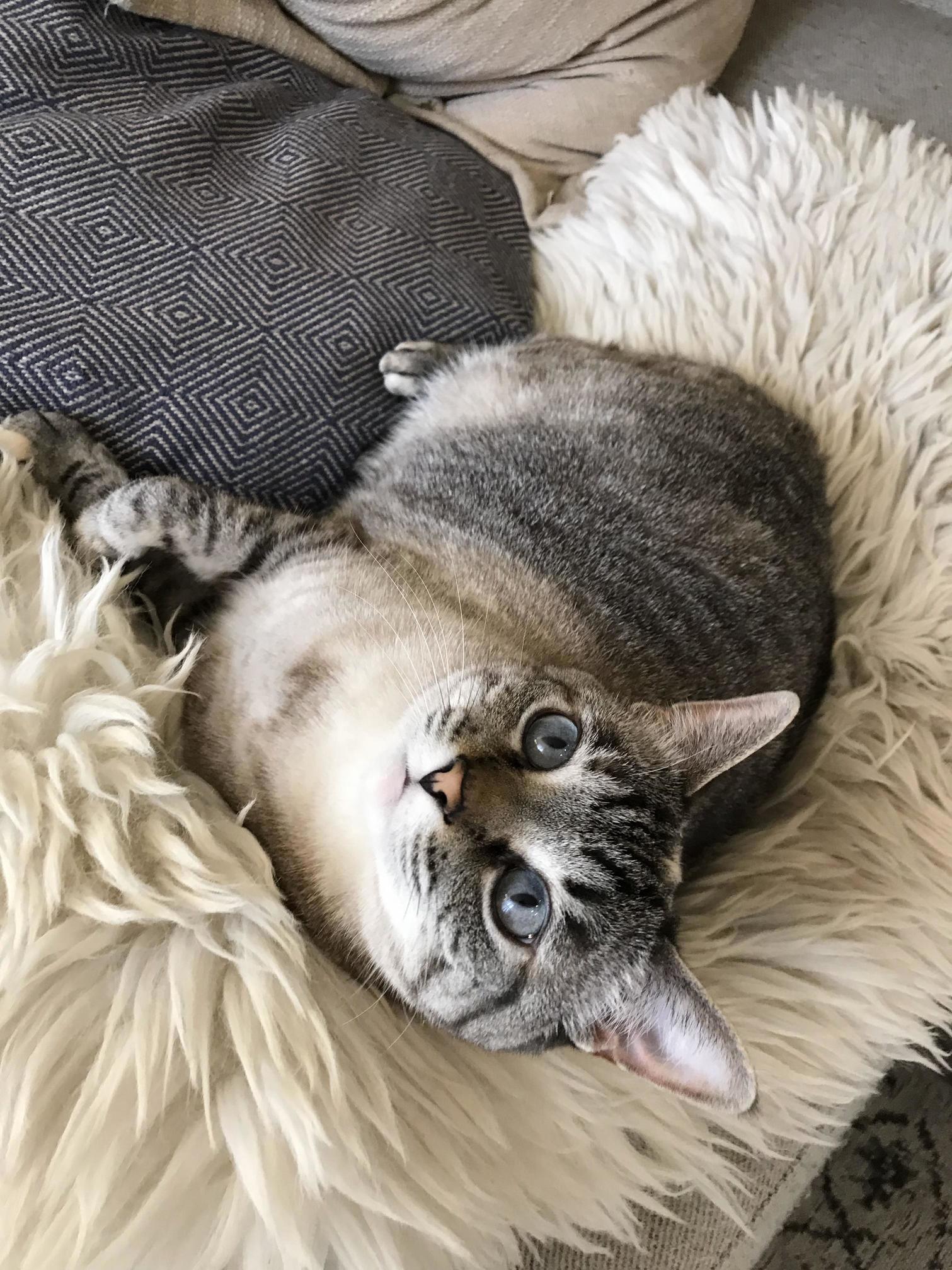 On a Business Trip and Just Heard That My Precious Indoor Kitty Escaped the House and Is Nowhere to Be Found. Im Devastated.