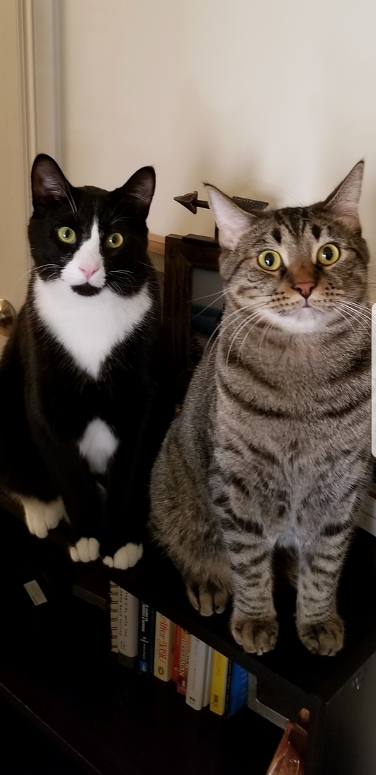 Our Two Boys, Loki and Steve!