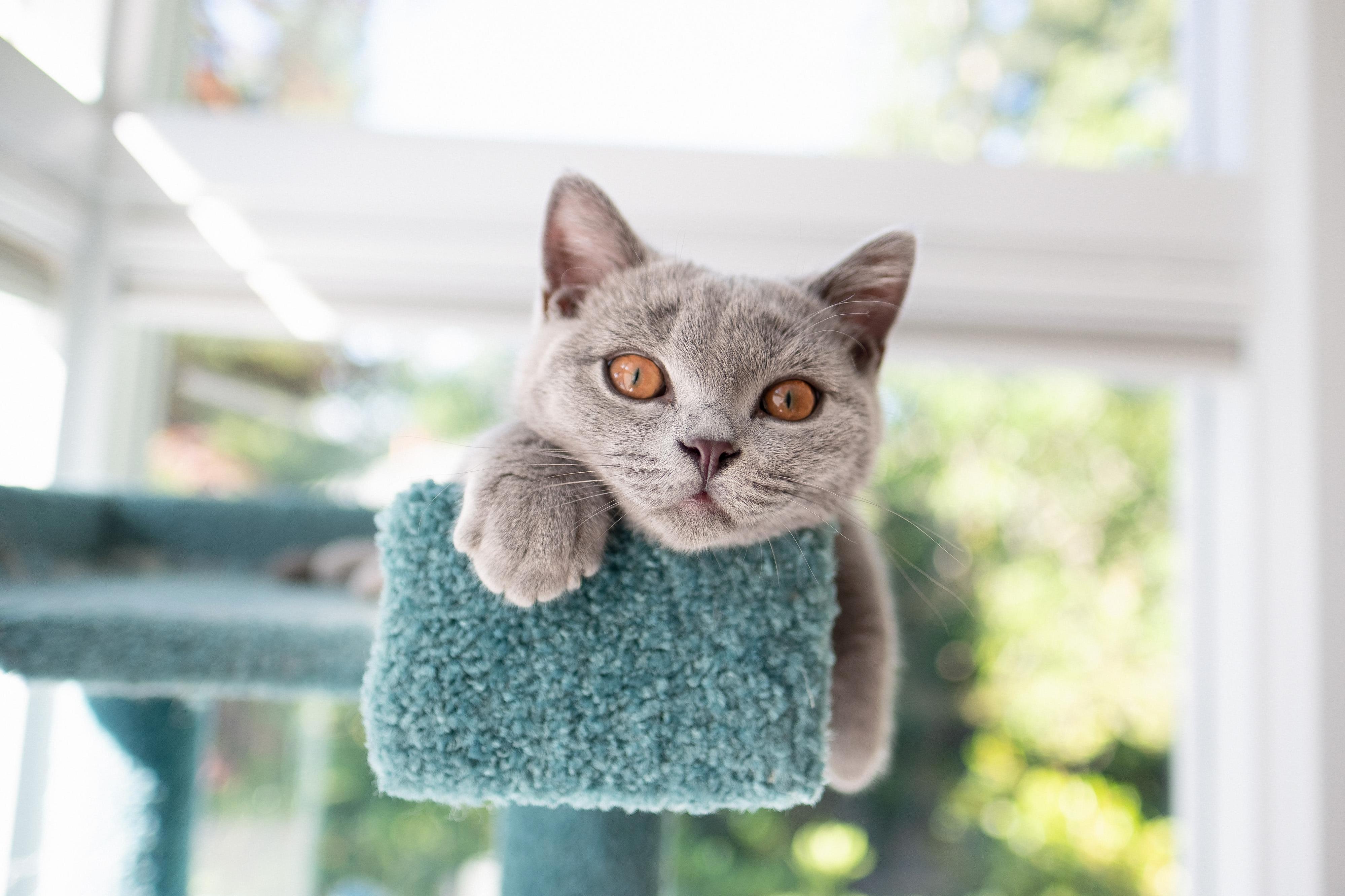 Ozzie on His Cat Tree