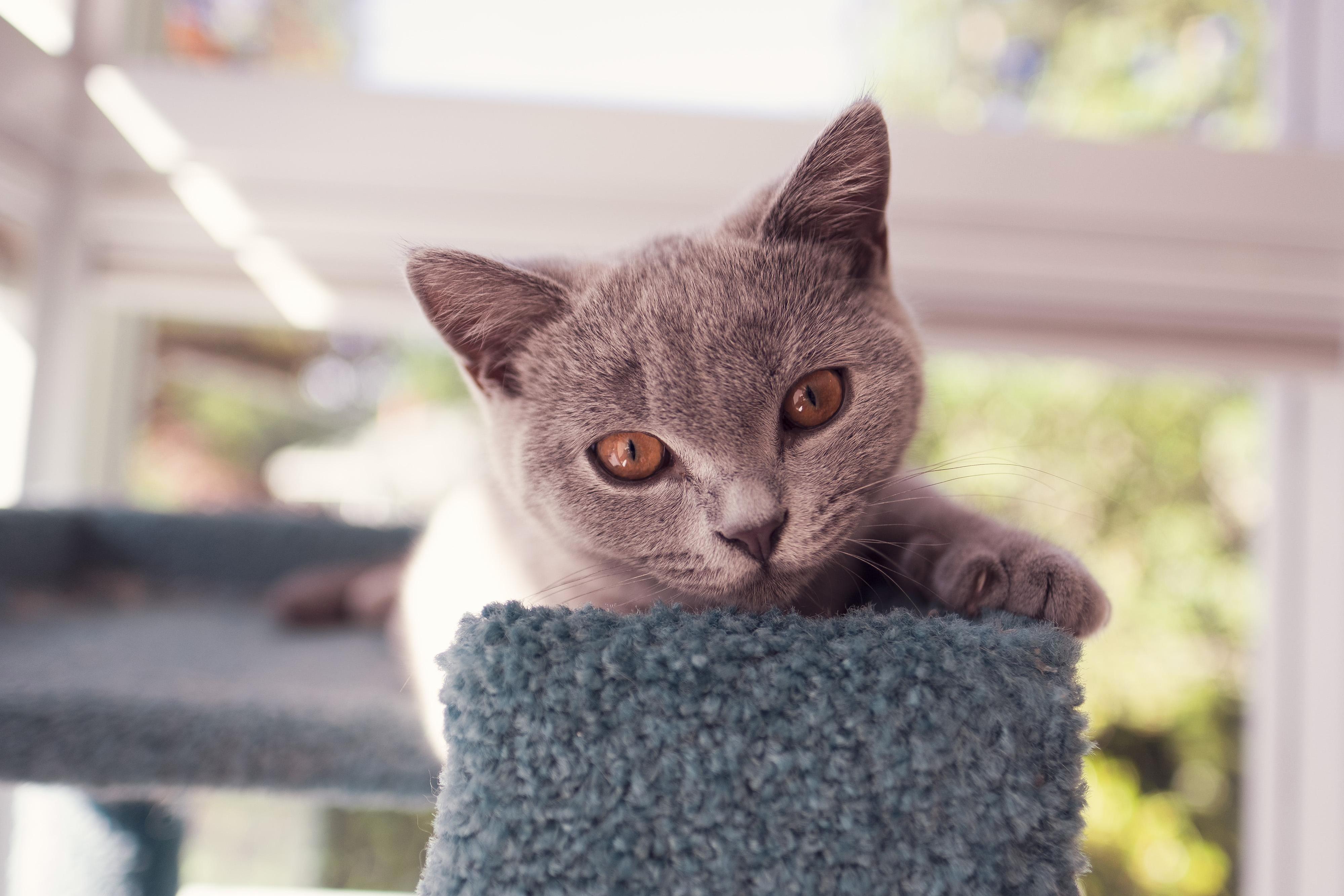 Ozzie on the Cat Tree