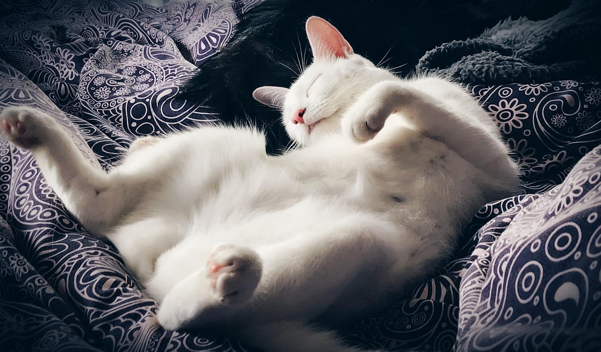 Positioning Is Everything for the Purfect Cat Nap