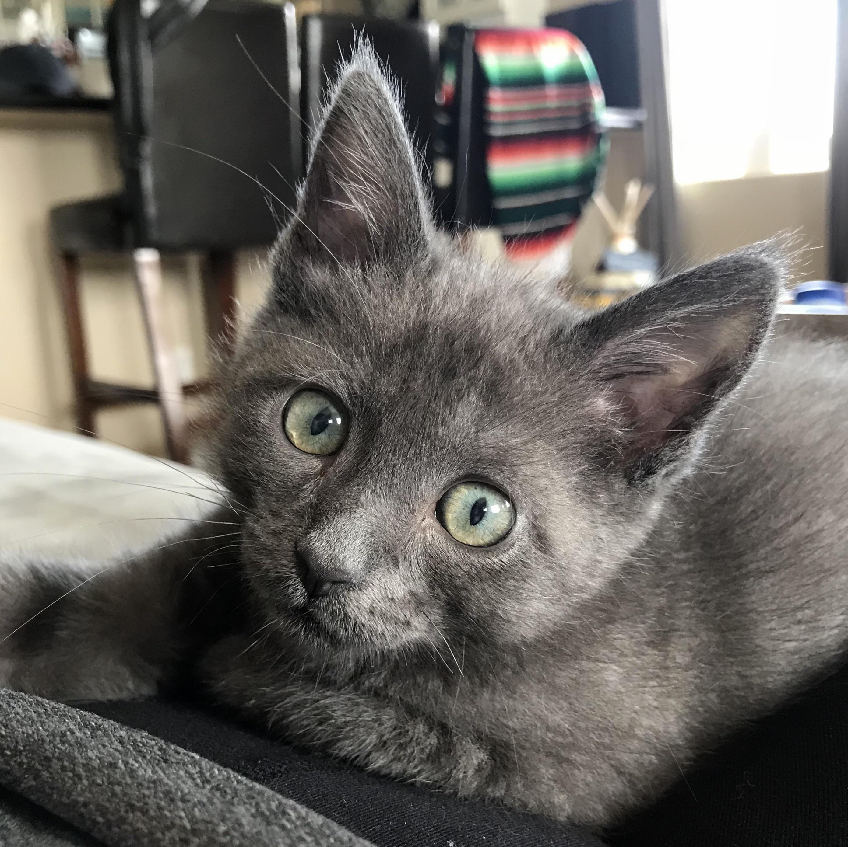 Purrdy Girl Bowie