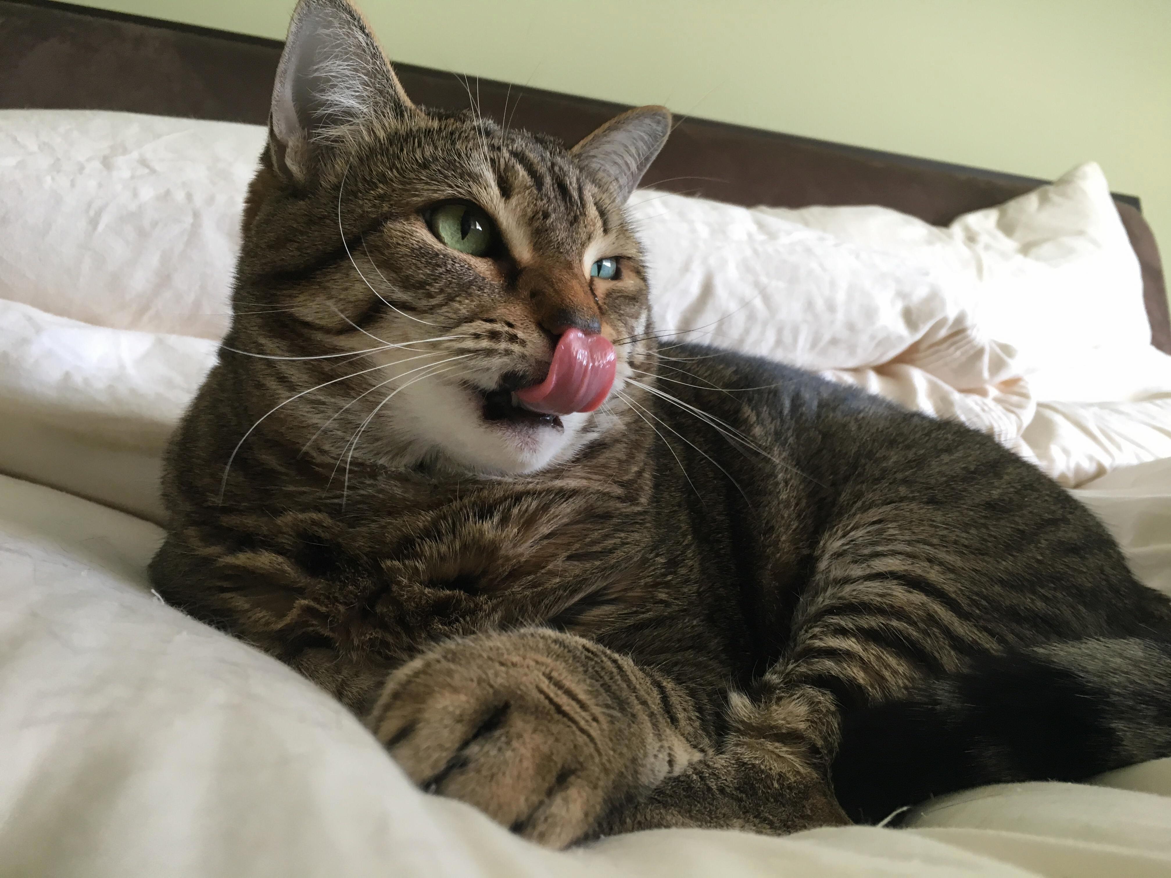 Quorra Mlem-ing