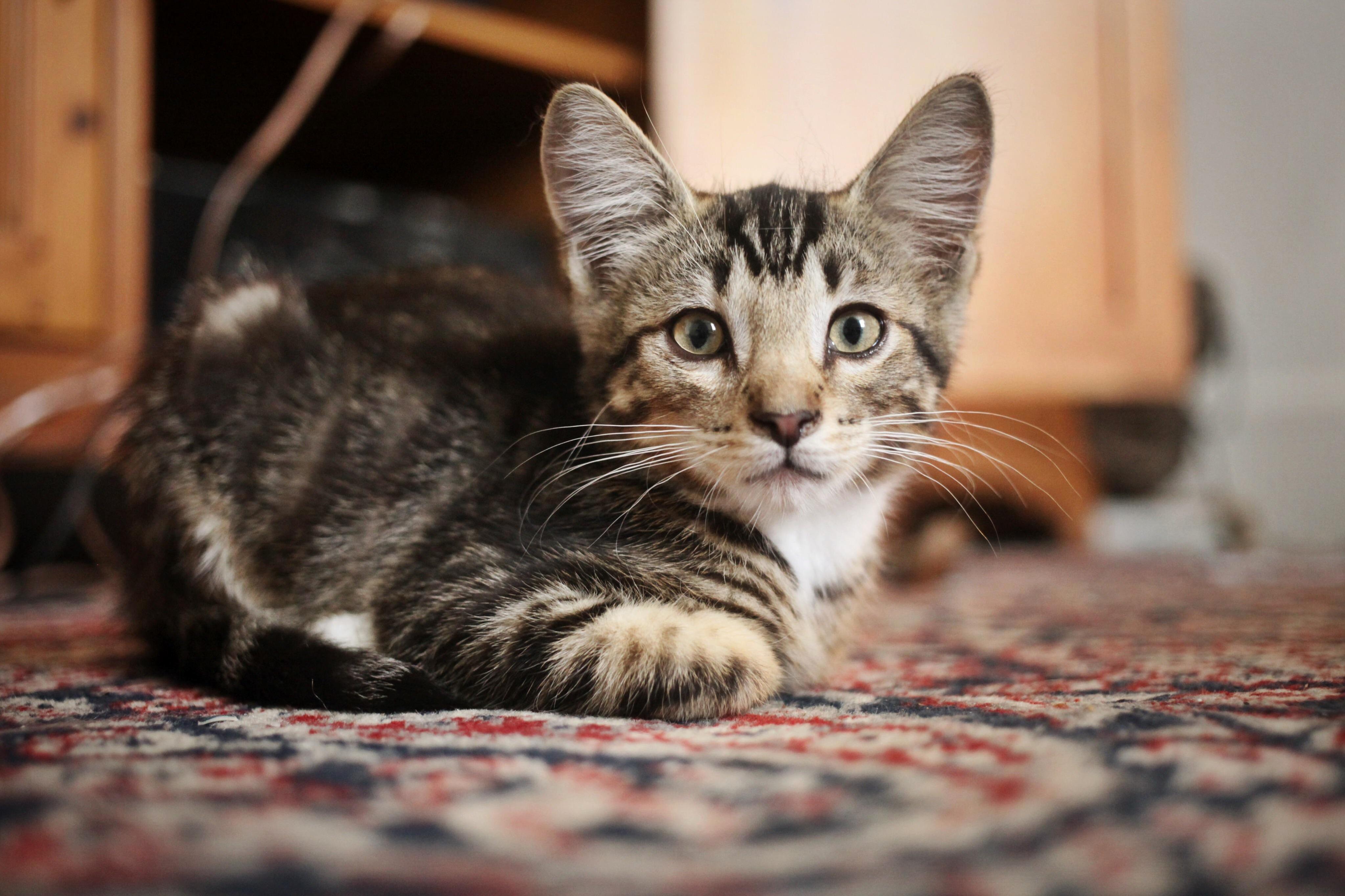 Reddit, Meet Abacus. My First Pet.