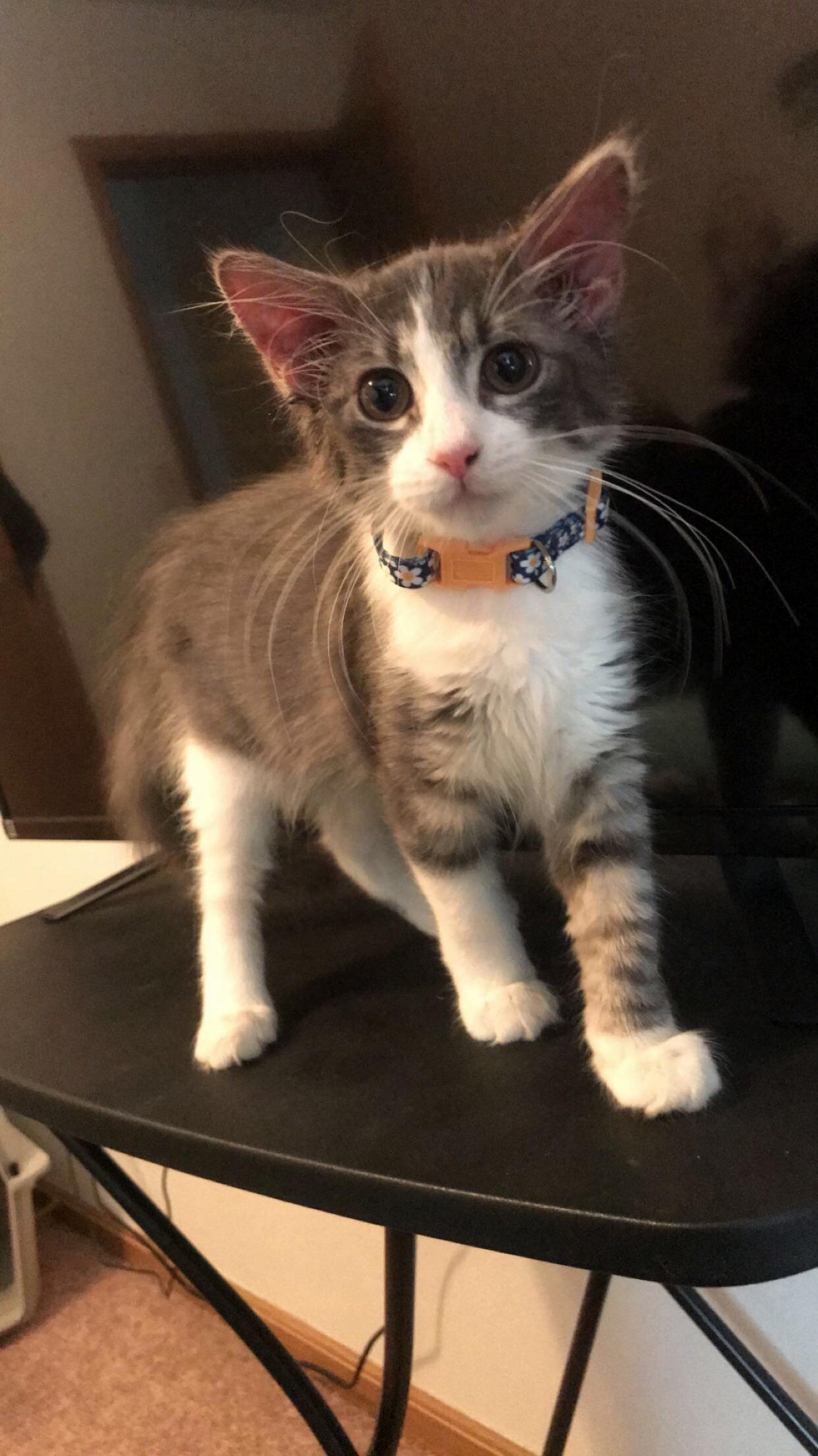 Reddit, Meet Ellie.
