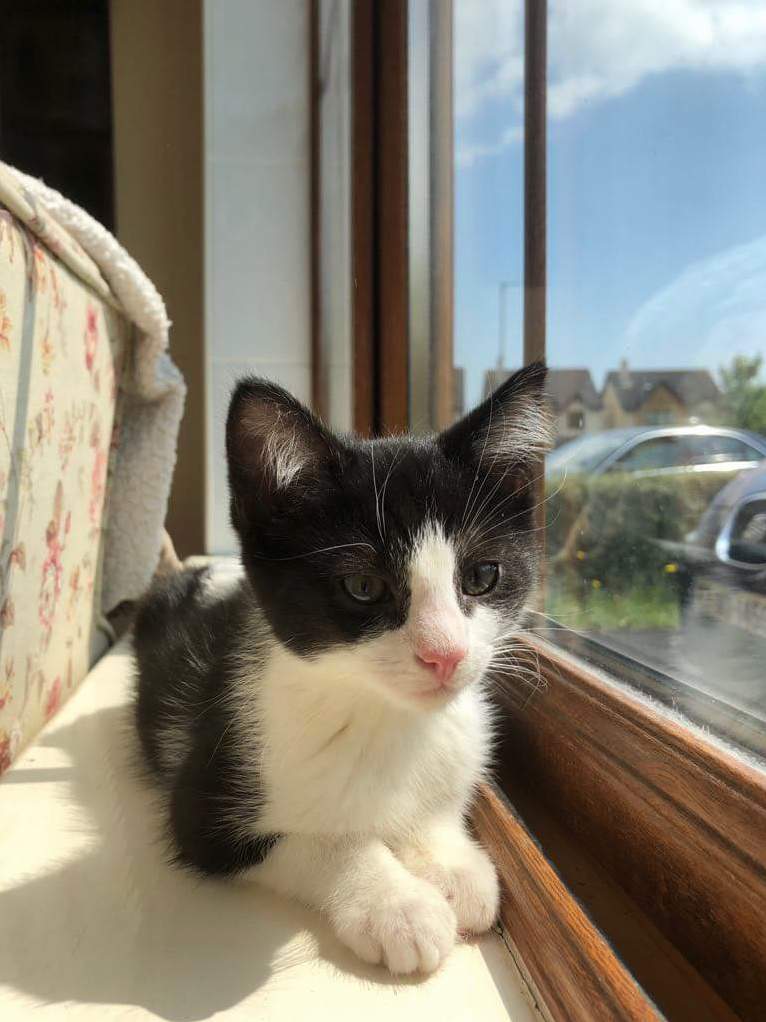 Rescued This Little Guy a Few Weeks Ago. Meet Ares.