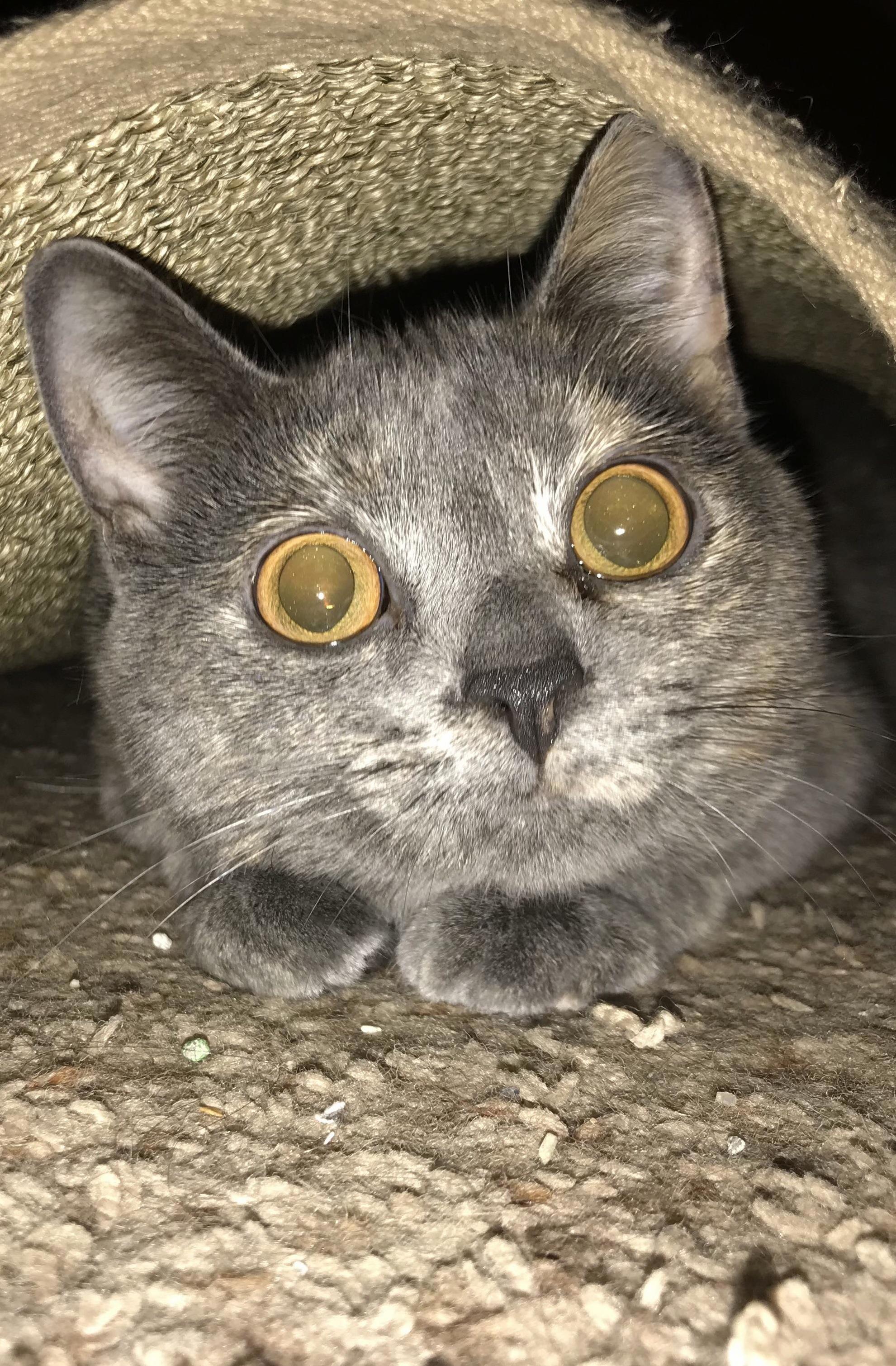 She Figured Out How to Crawl Under the Area Rug by Our Front Door. My Husband Got the Cutest Picture of Her. I Couldnt Help but Crop It to Get a Closeup...