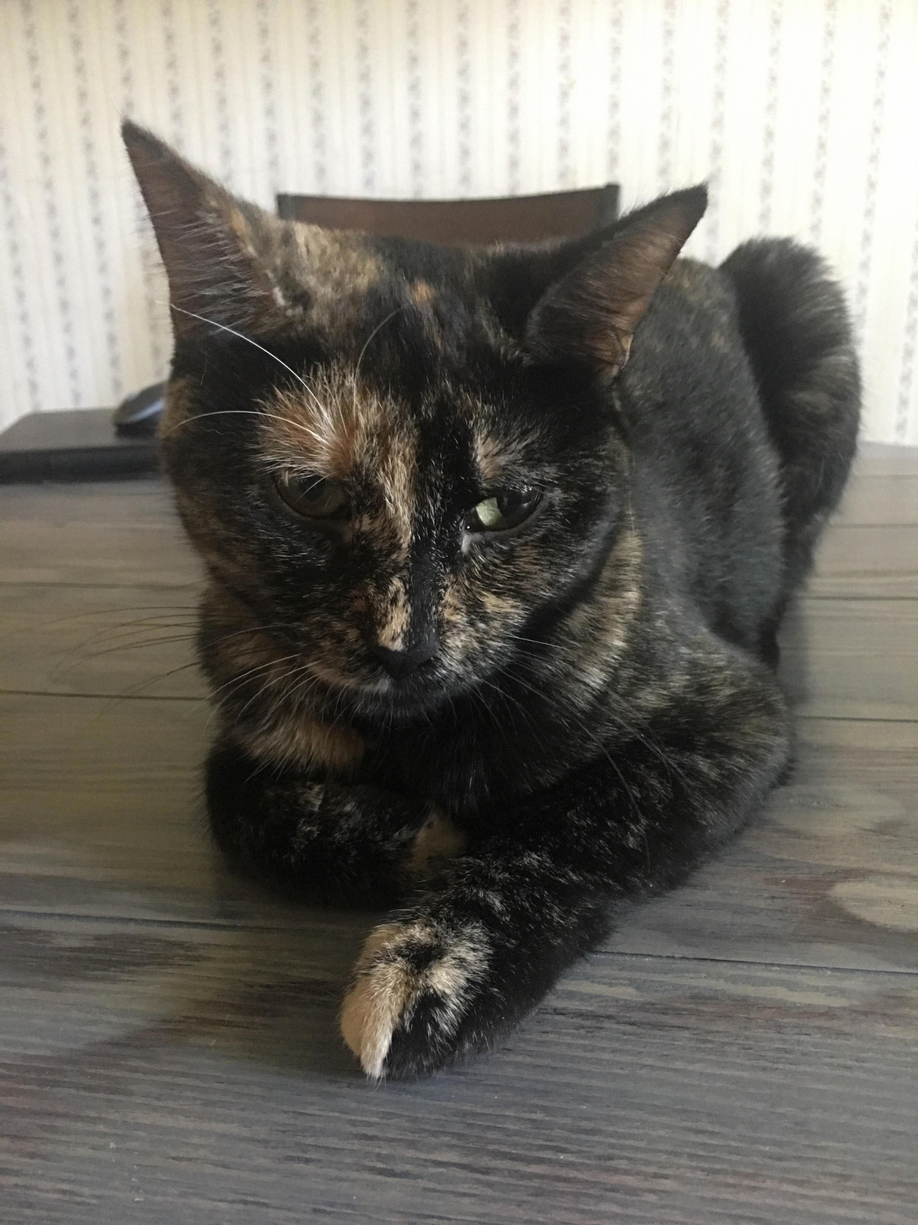 She Has Been Told Many Times Not To, but She Still Sleeps on the Kitchen Table...
